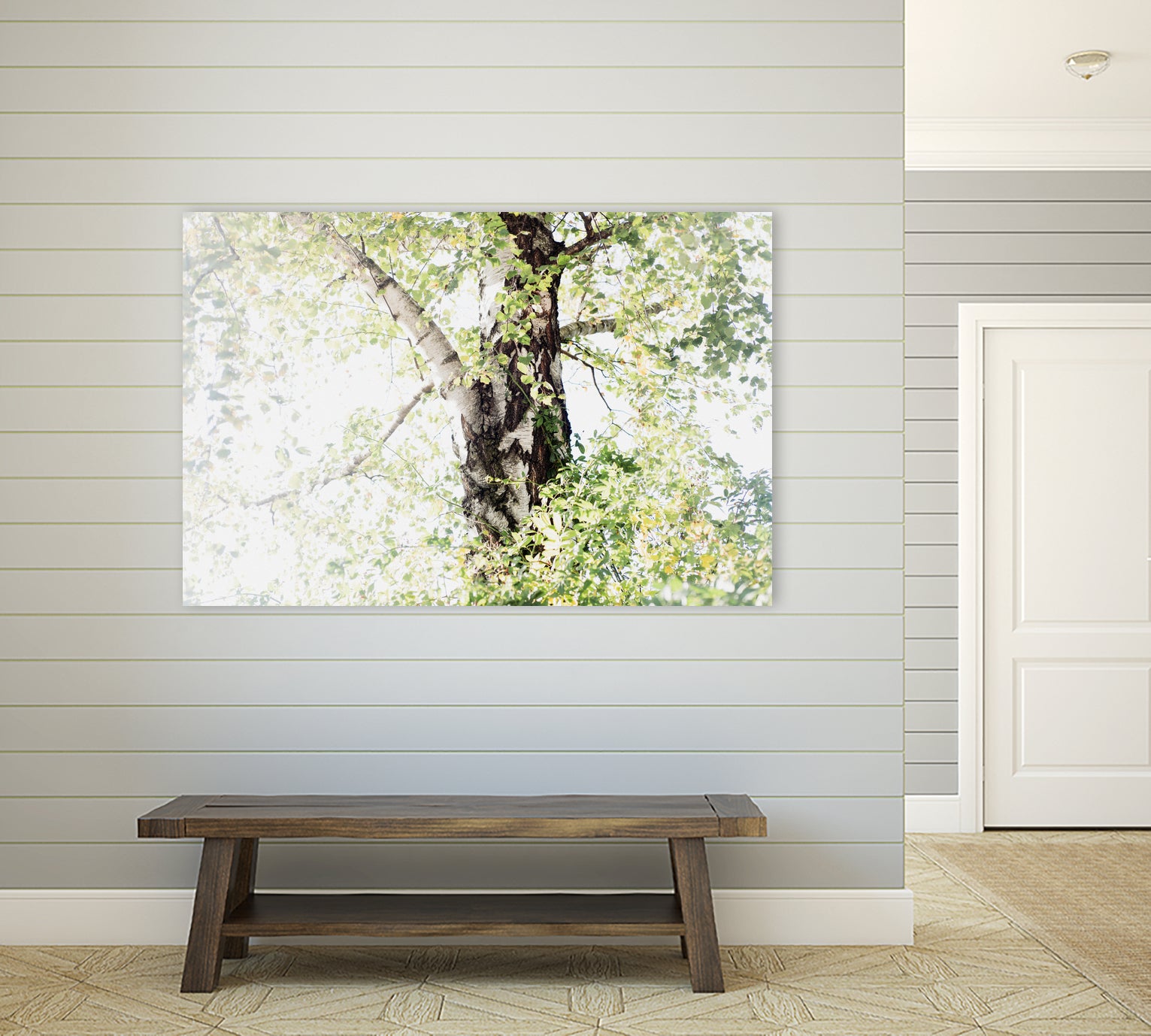 Dreamy Birch Tree 1 by Anitas Bellas Art on GIANT ART - coastal