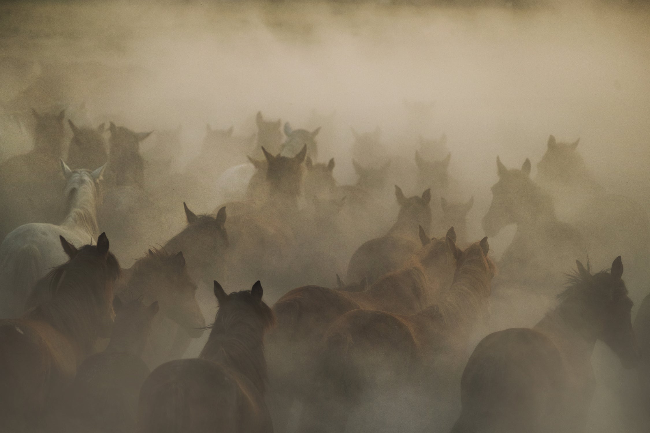 in dust by Huseyin on GIANT ART - photography horses