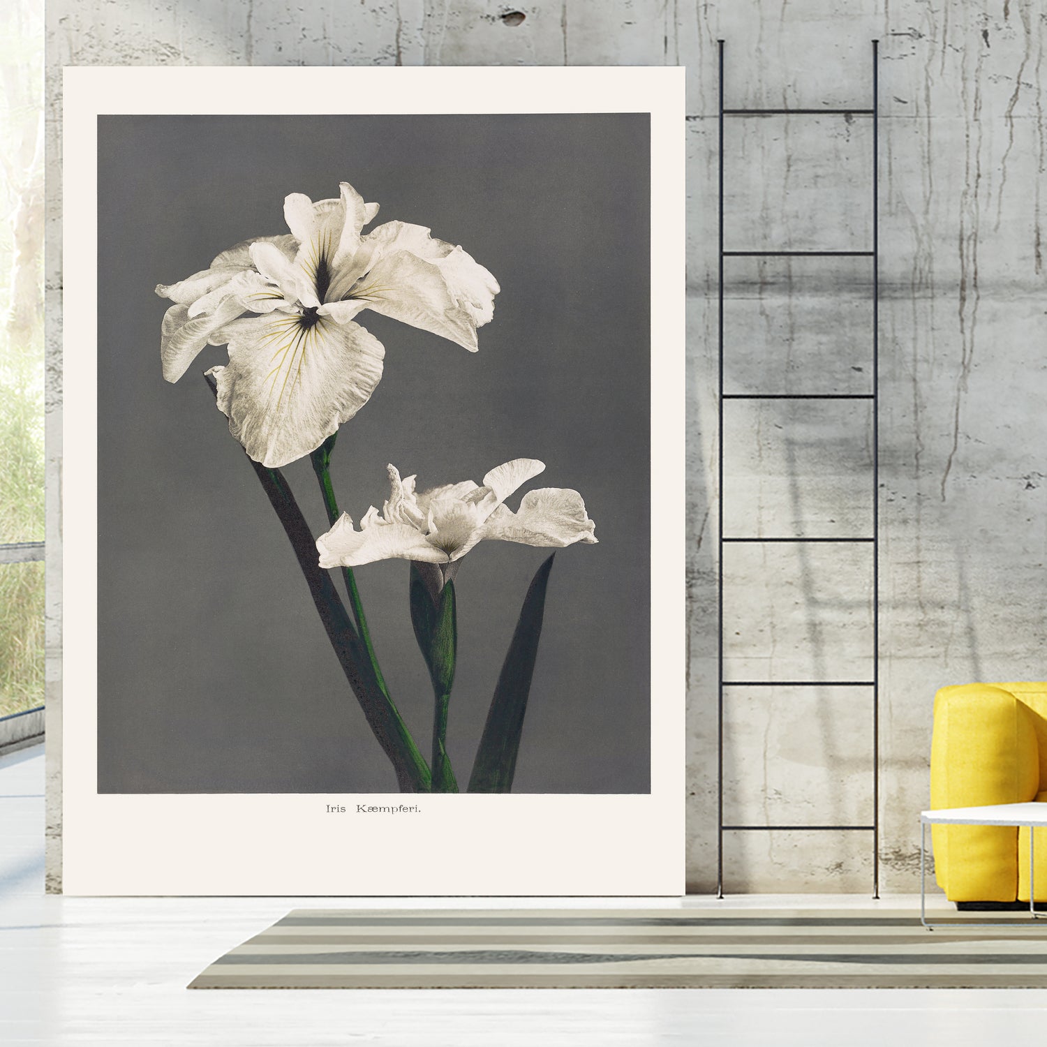 Iris KAbmpferi by Pictufy on GIANT ART -