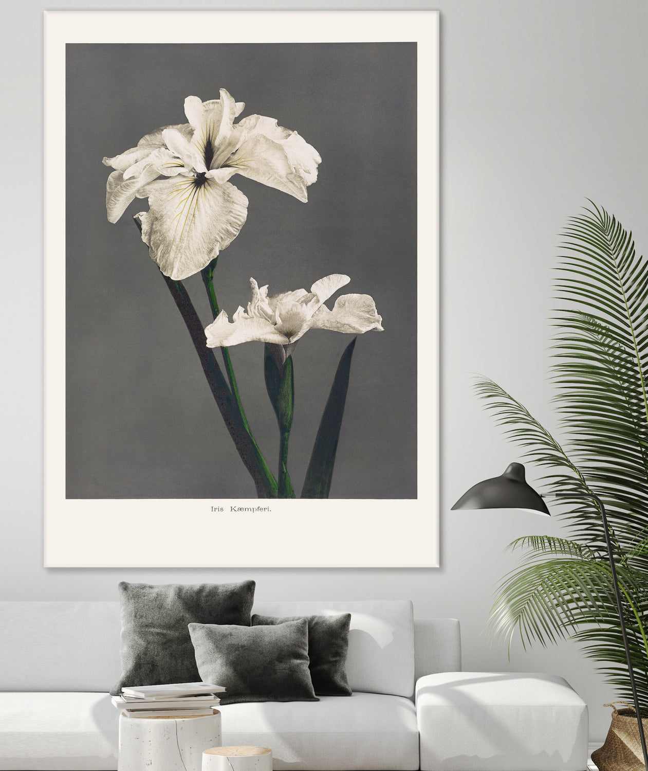 Iris KAbmpferi by Pictufy on GIANT ART -