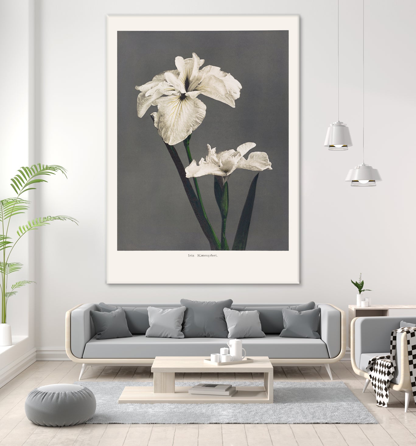 Iris KAbmpferi by Pictufy on GIANT ART -