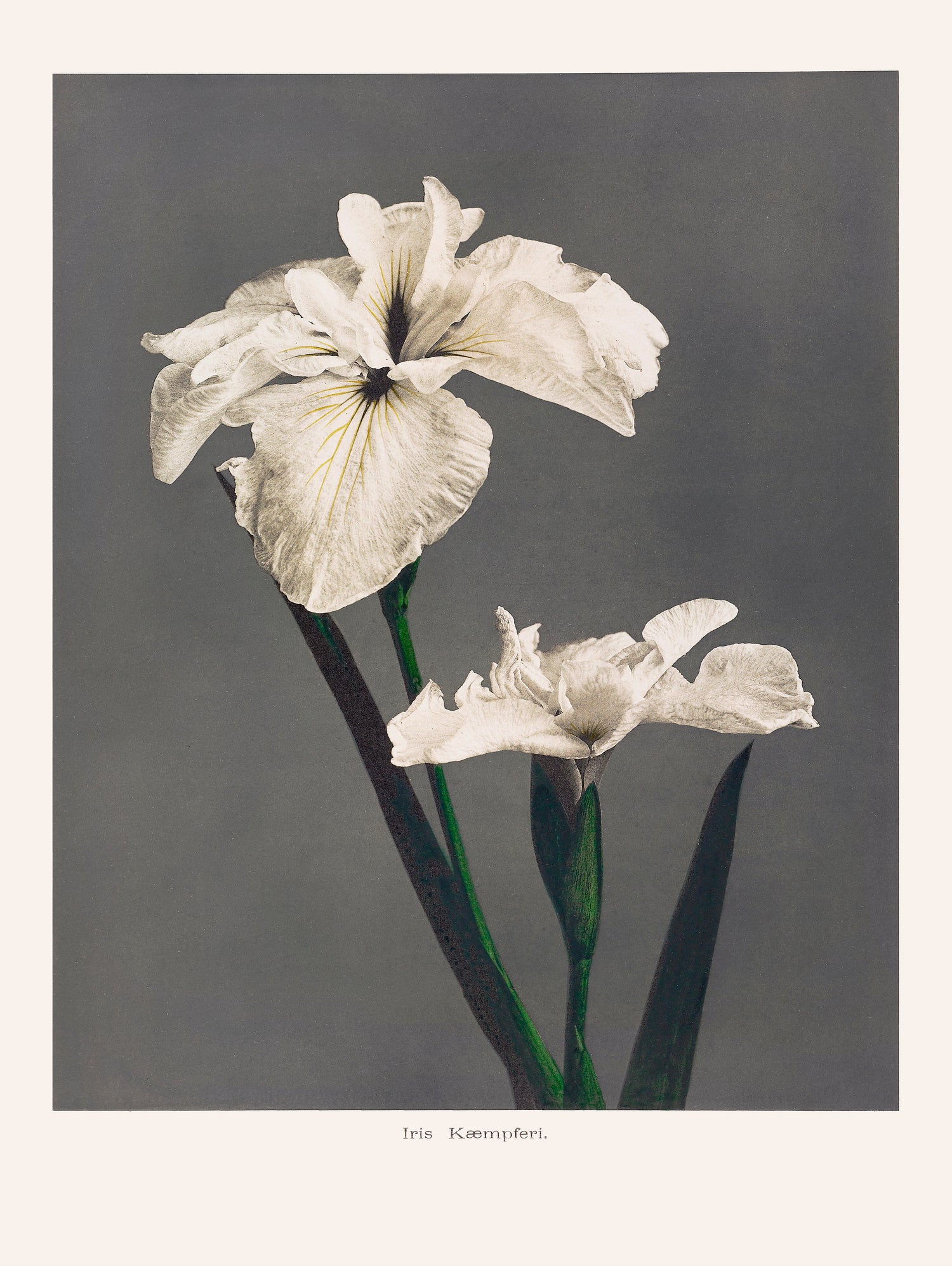 Iris KAbmpferi by Pictufy on GIANT ART -