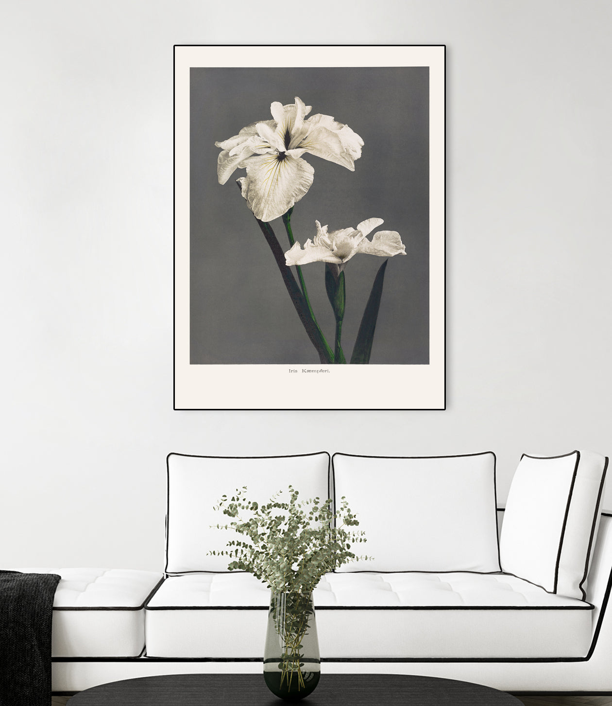 Iris KAbmpferi by Pictufy on GIANT ART -