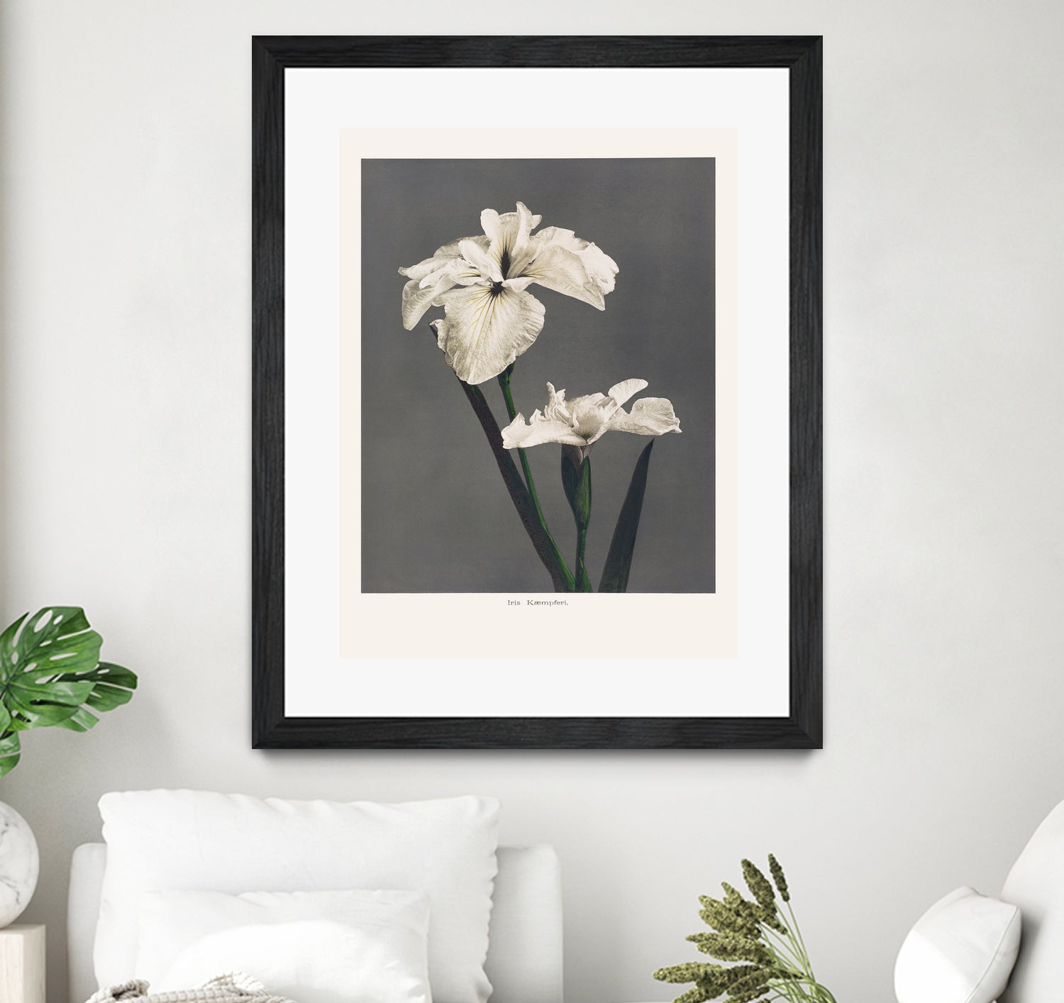 Iris KAbmpferi by Pictufy on GIANT ART -