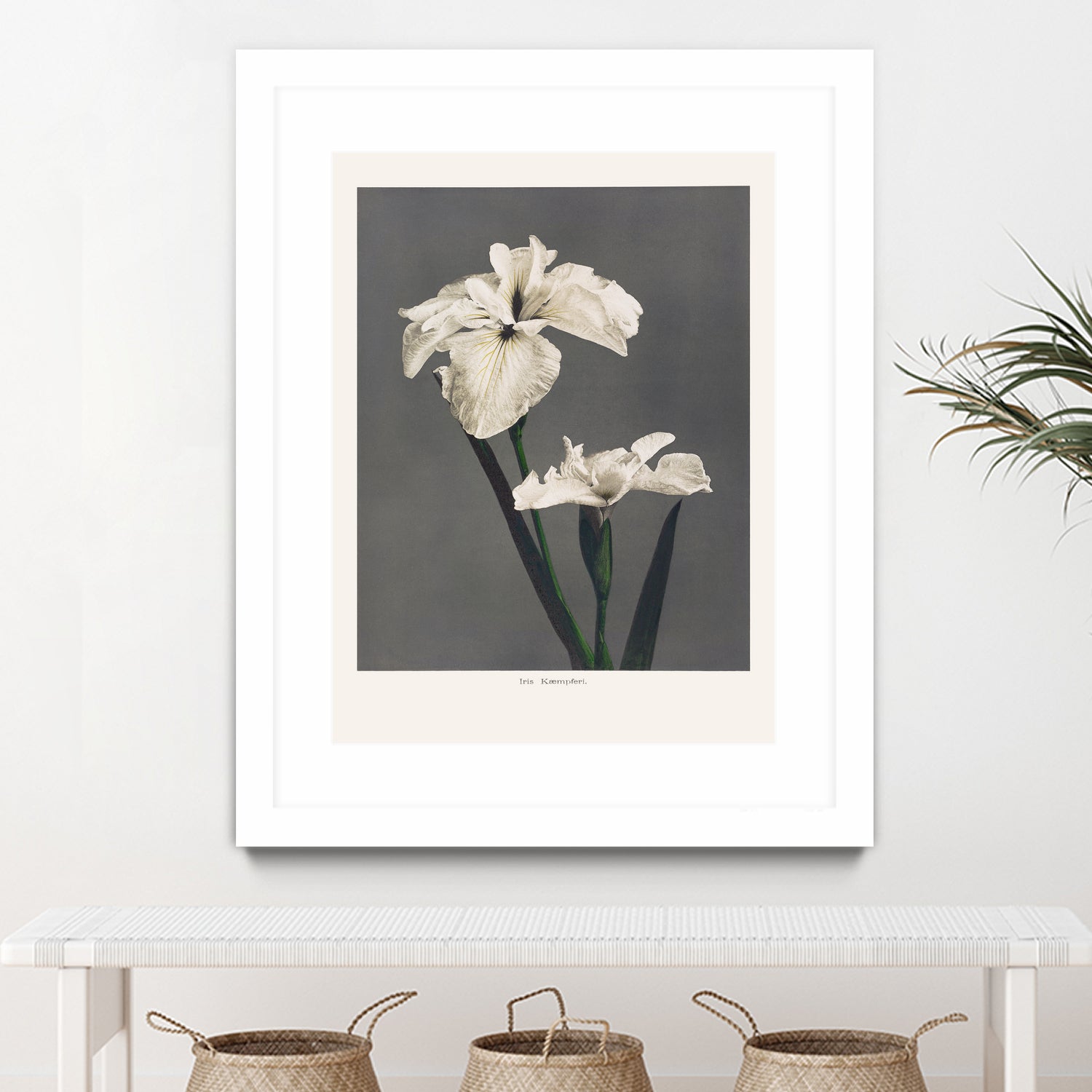 Iris KAbmpferi by Pictufy on GIANT ART -