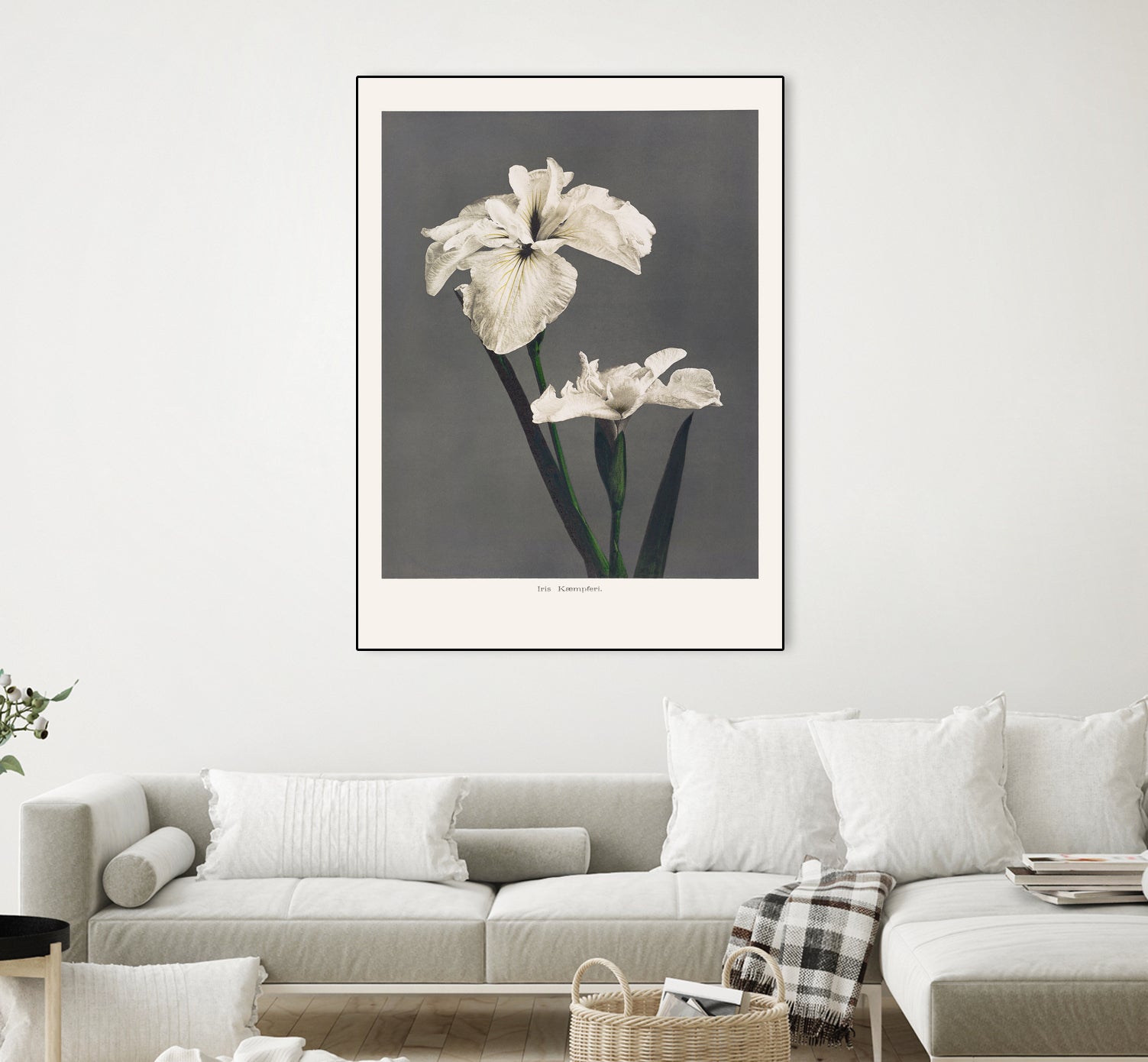 Iris KAbmpferi by Pictufy on GIANT ART -