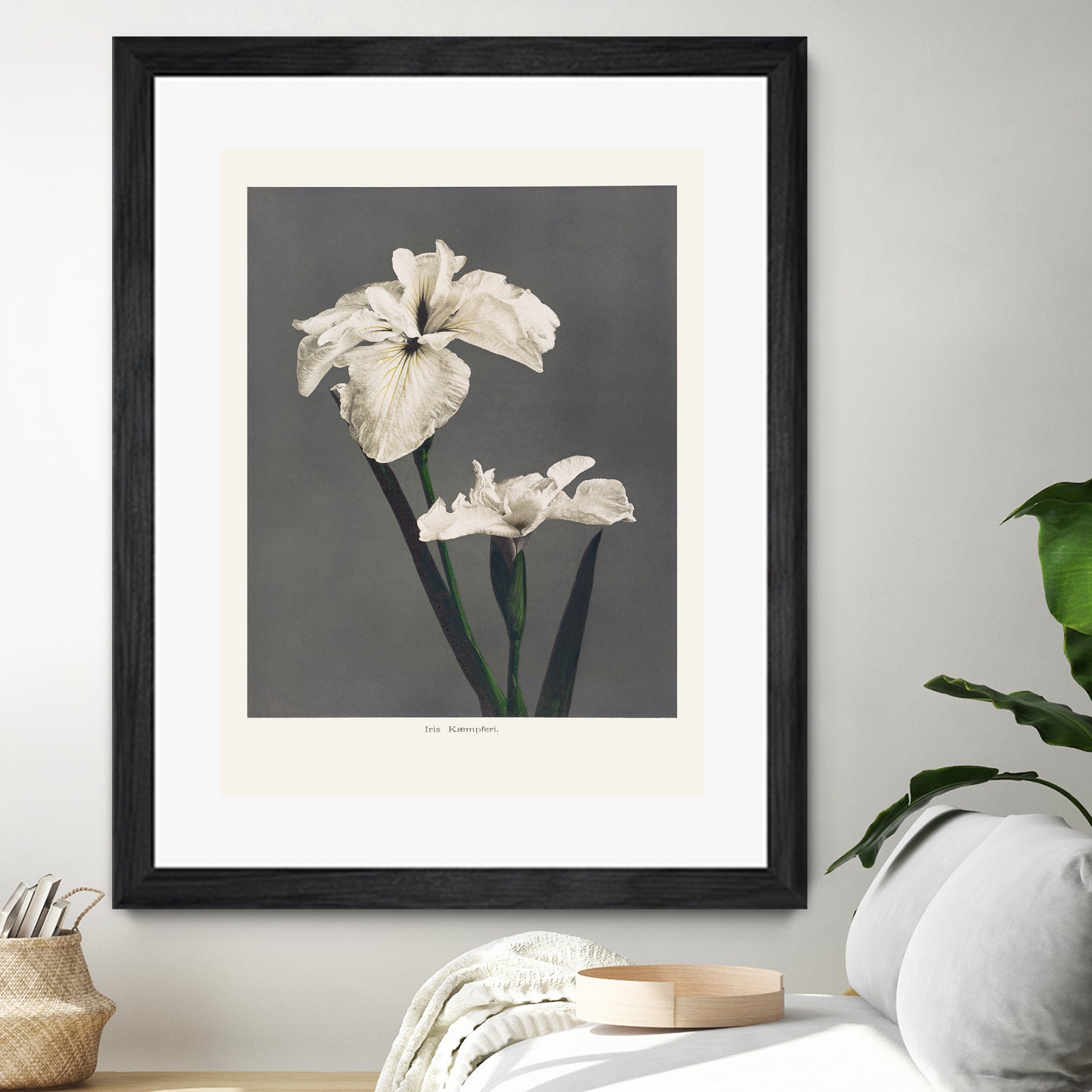 Iris KAbmpferi by Pictufy on GIANT ART -