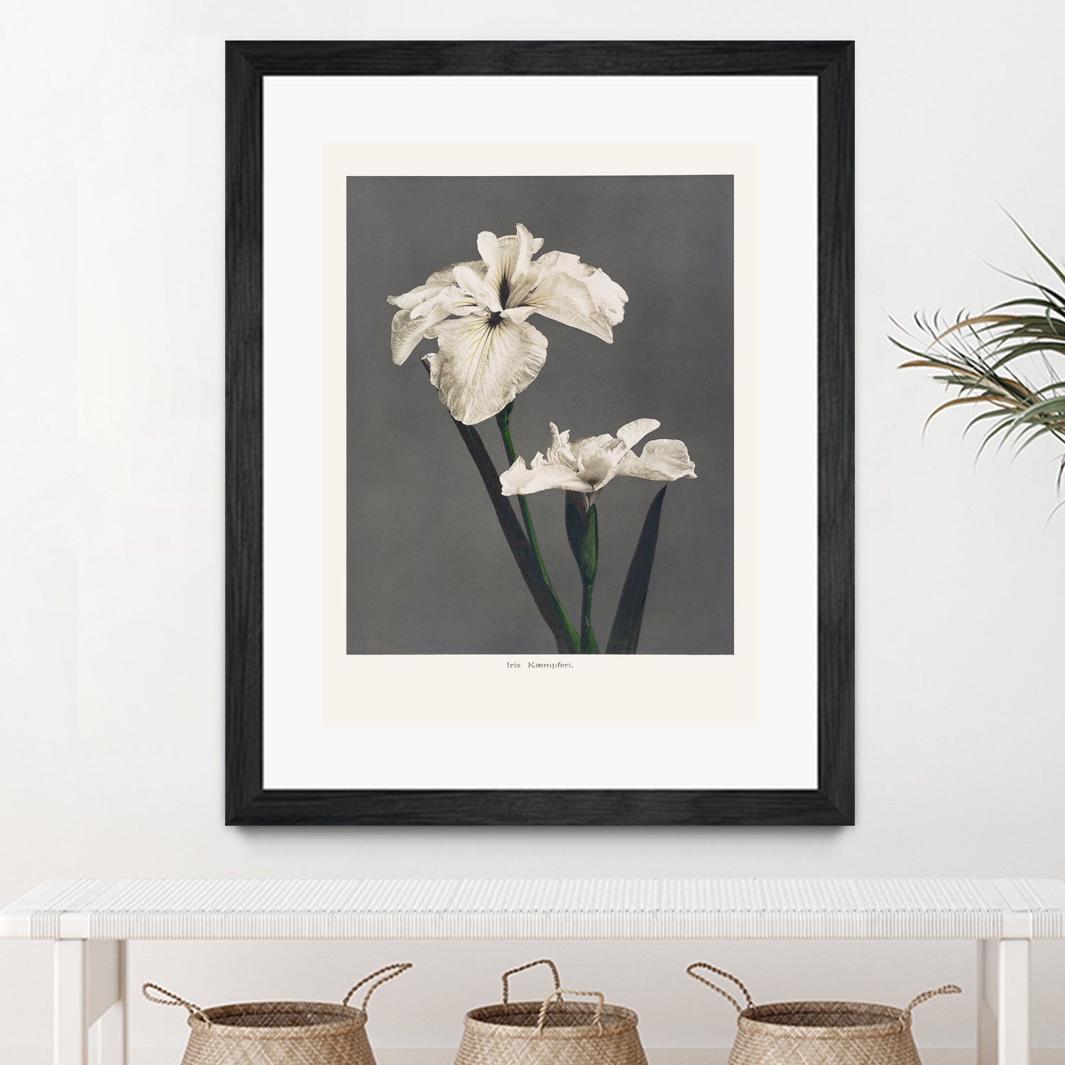 Iris KAbmpferi by Pictufy on GIANT ART -