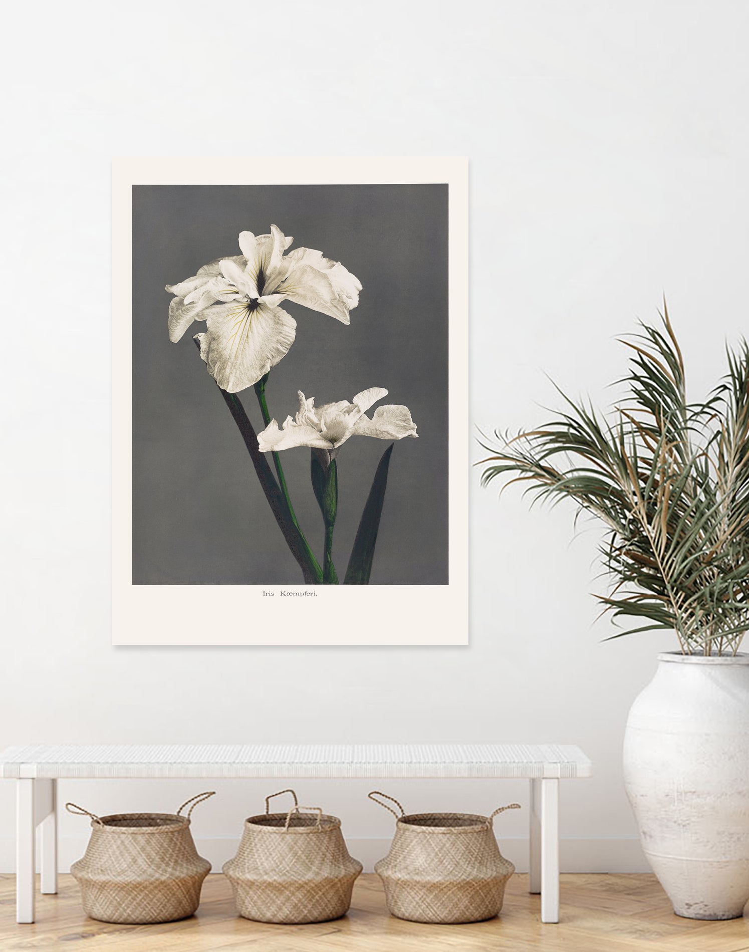 Iris KAbmpferi by Pictufy on GIANT ART -