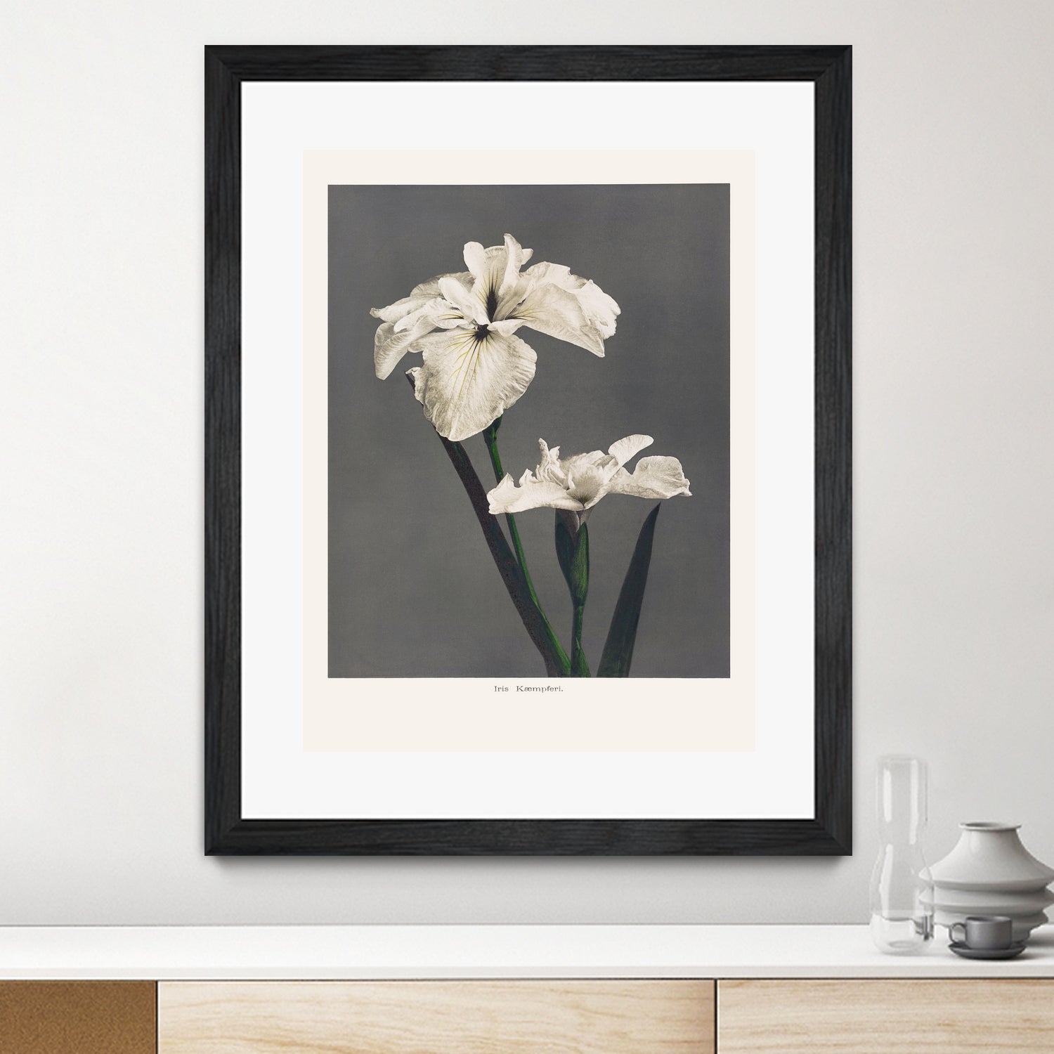 Iris KAbmpferi by Pictufy on GIANT ART -