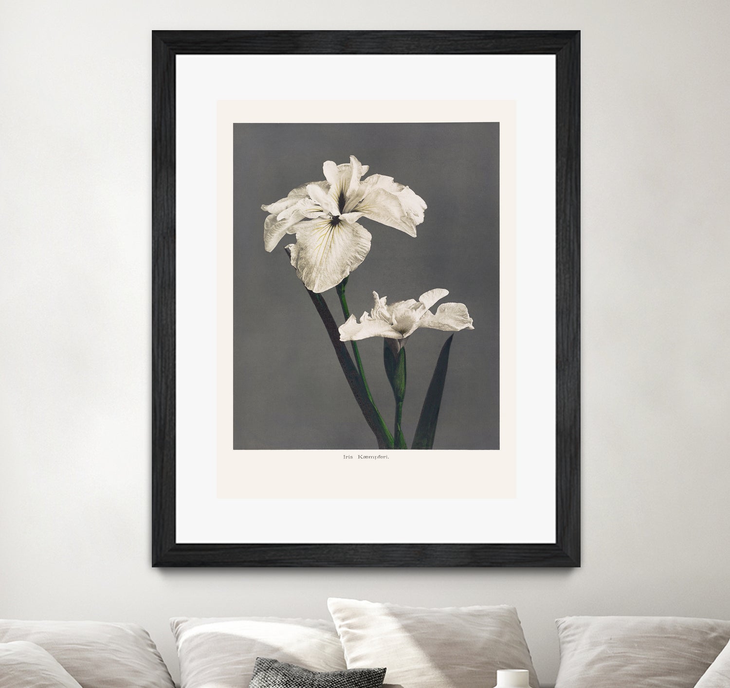 Iris KAbmpferi by Pictufy on GIANT ART -