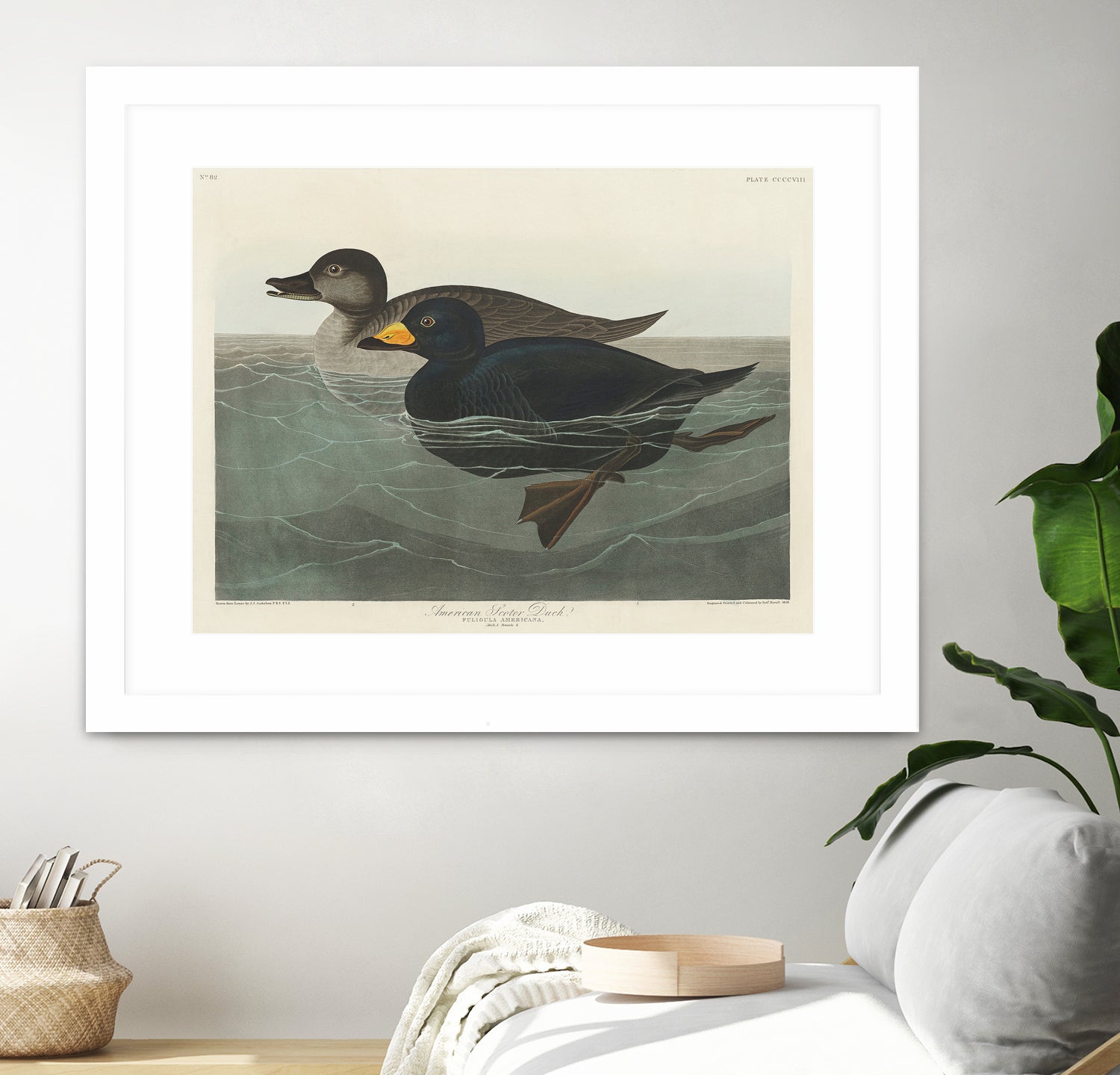 American Scoter Duck From Birds of America (1827) by John James Audubon on GIANT ART - animals john james audubon