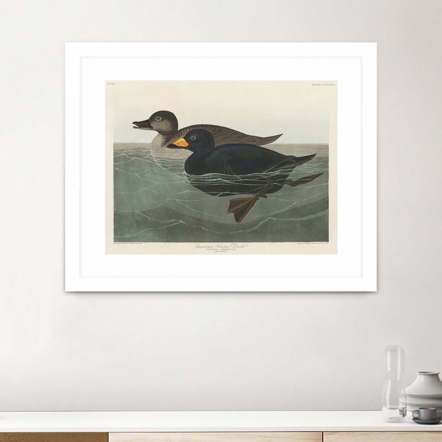 American Scoter Duck From Birds of America (1827) by John James Audubon on GIANT ART - animals john james audubon
