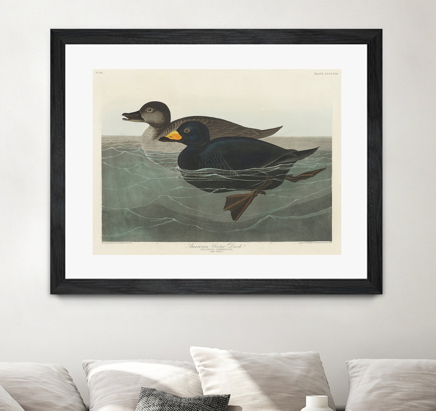 American Scoter Duck From Birds of America (1827) by John James Audubon on GIANT ART - animals john james audubon