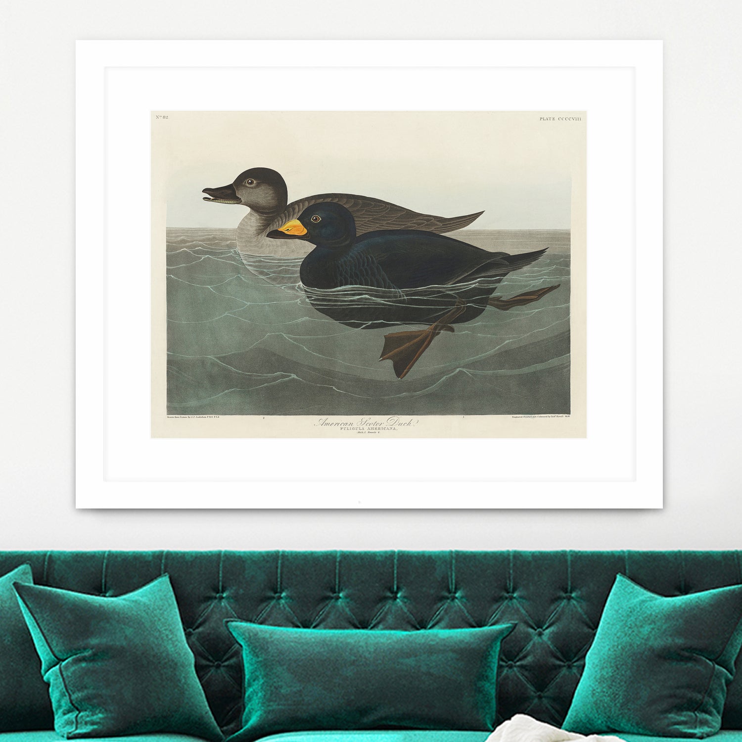 American Scoter Duck From Birds of America (1827) by John James Audubon on GIANT ART - animals john james audubon