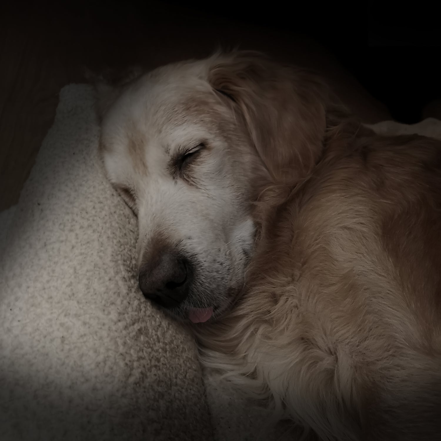 Sleeping Golden by Andreas Magnusson on GIANT ART - animals golden