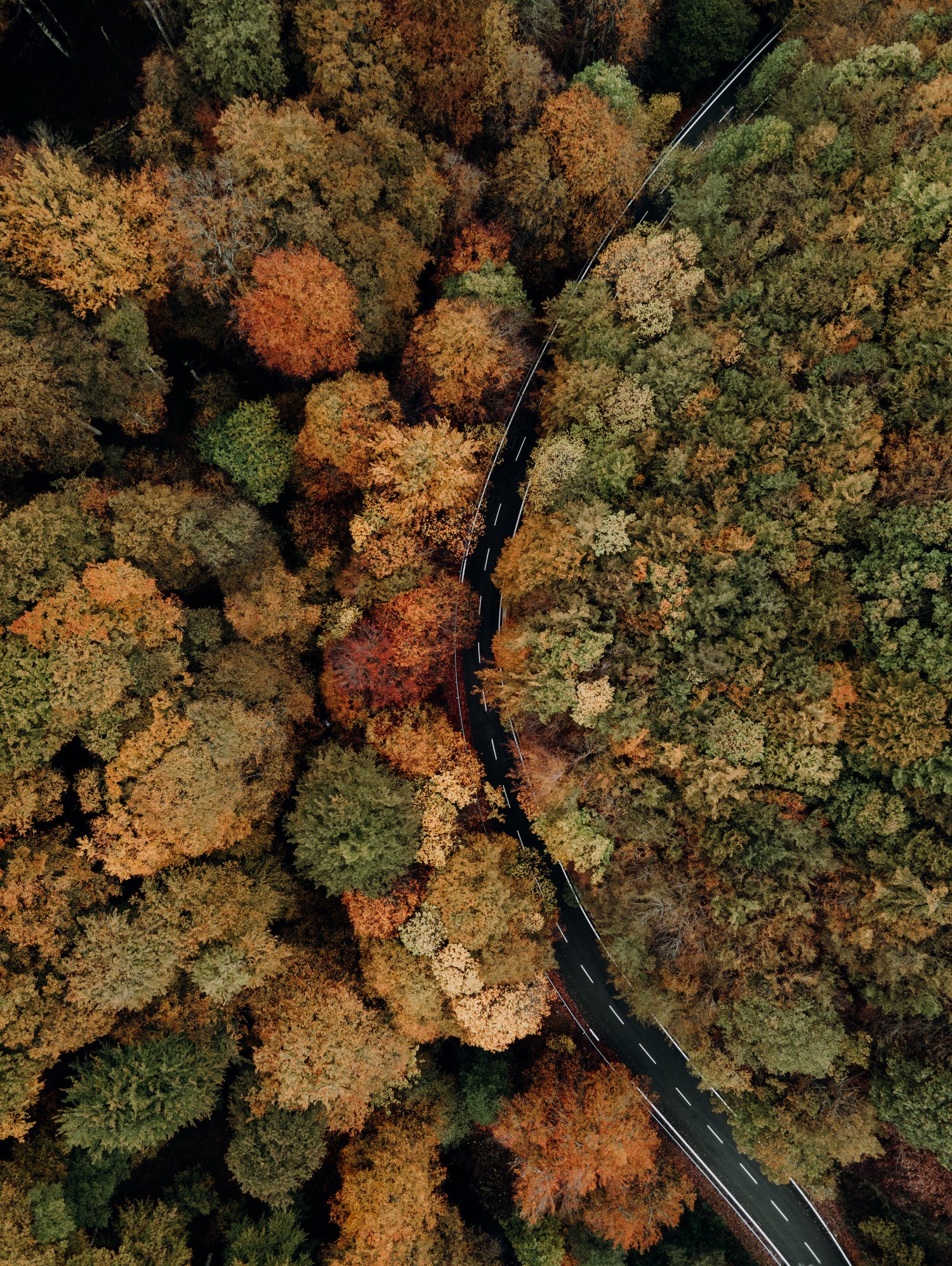 Autumn's Winding Path by Javier Pardina on GIANT ART - forest landscape forest