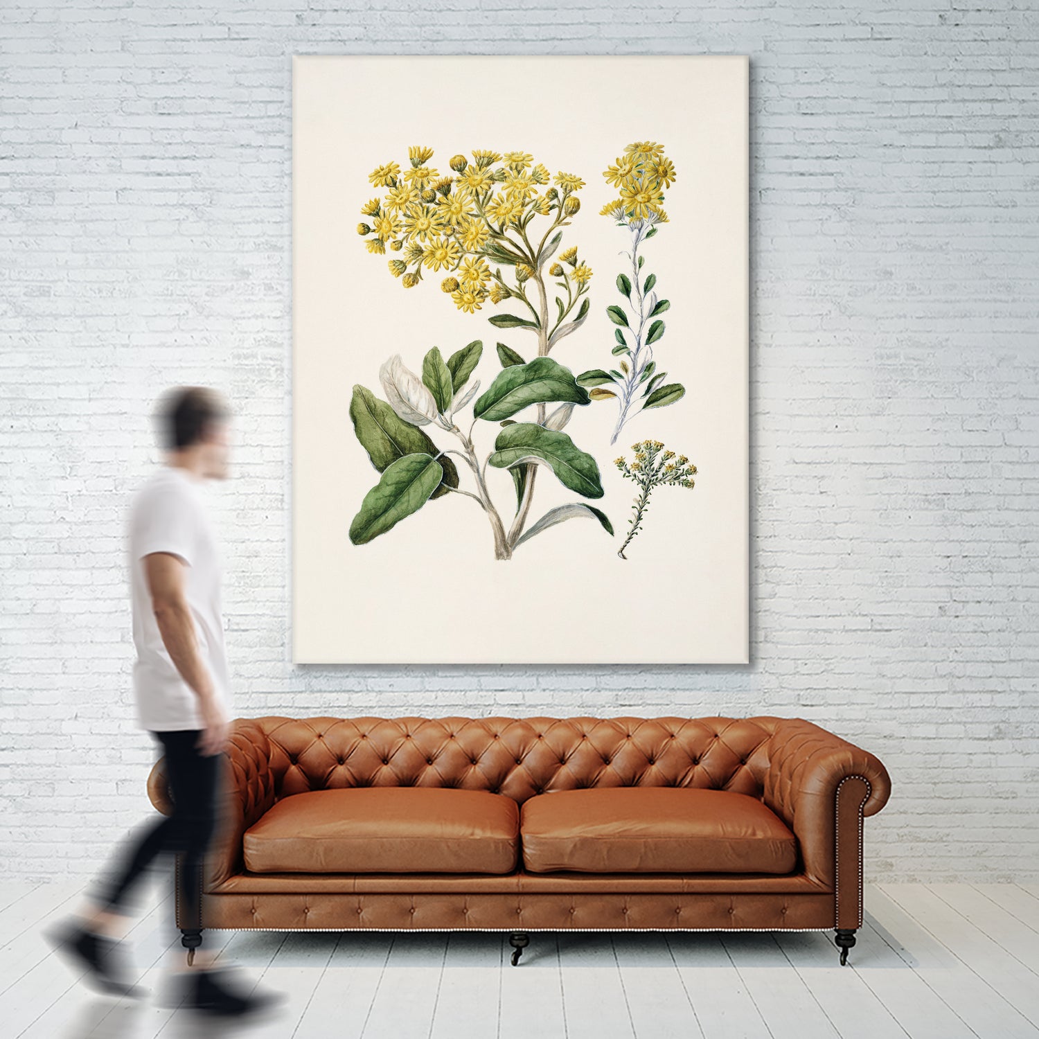 Daisy   Brachyglottis Drawn By Sarah Featon (1848a1927) by Sarah Featon on GIANT ART - vintage botanical flowers and plants vintage botanical