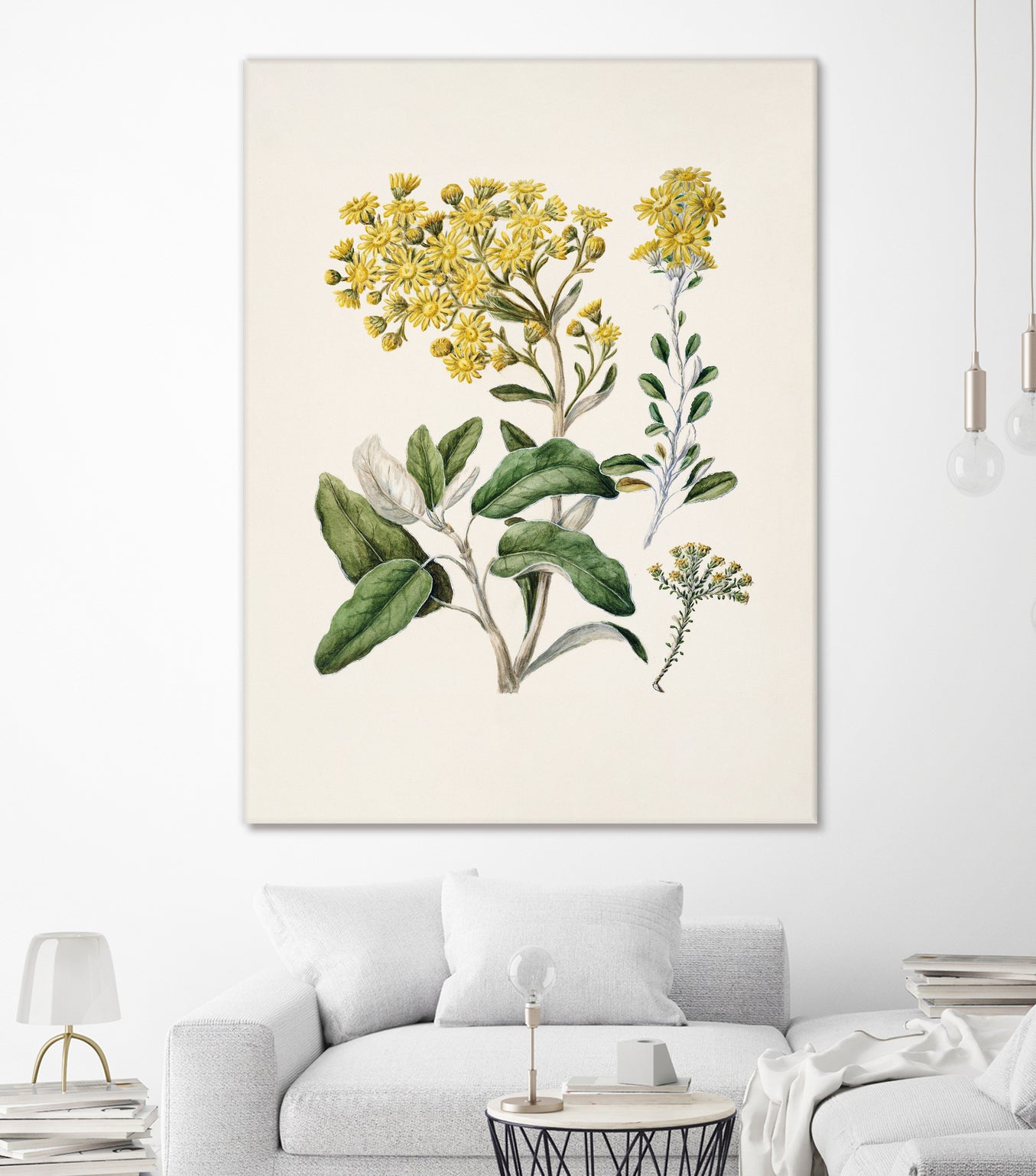 Daisy   Brachyglottis Drawn By Sarah Featon (1848a1927) by Sarah Featon on GIANT ART - vintage botanical flowers and plants vintage botanical