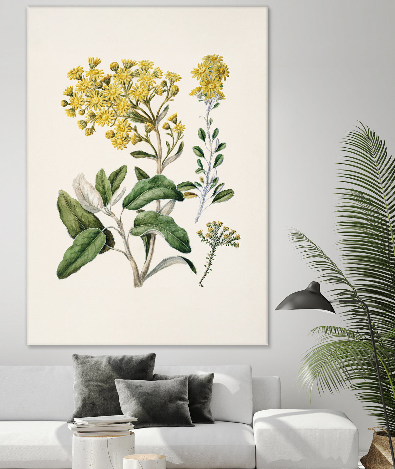 Daisy   Brachyglottis Drawn By Sarah Featon (1848a1927) by Sarah Featon on GIANT ART - vintage botanical flowers and plants vintage botanical