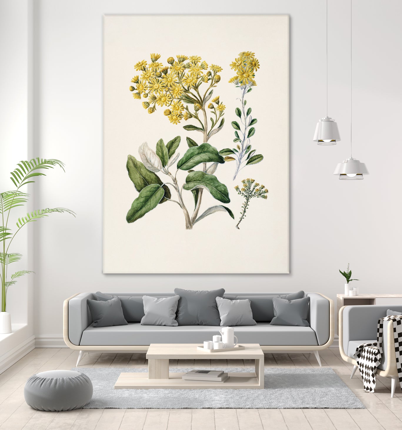 Daisy   Brachyglottis Drawn By Sarah Featon (1848a1927) by Sarah Featon on GIANT ART - vintage botanical flowers and plants vintage botanical