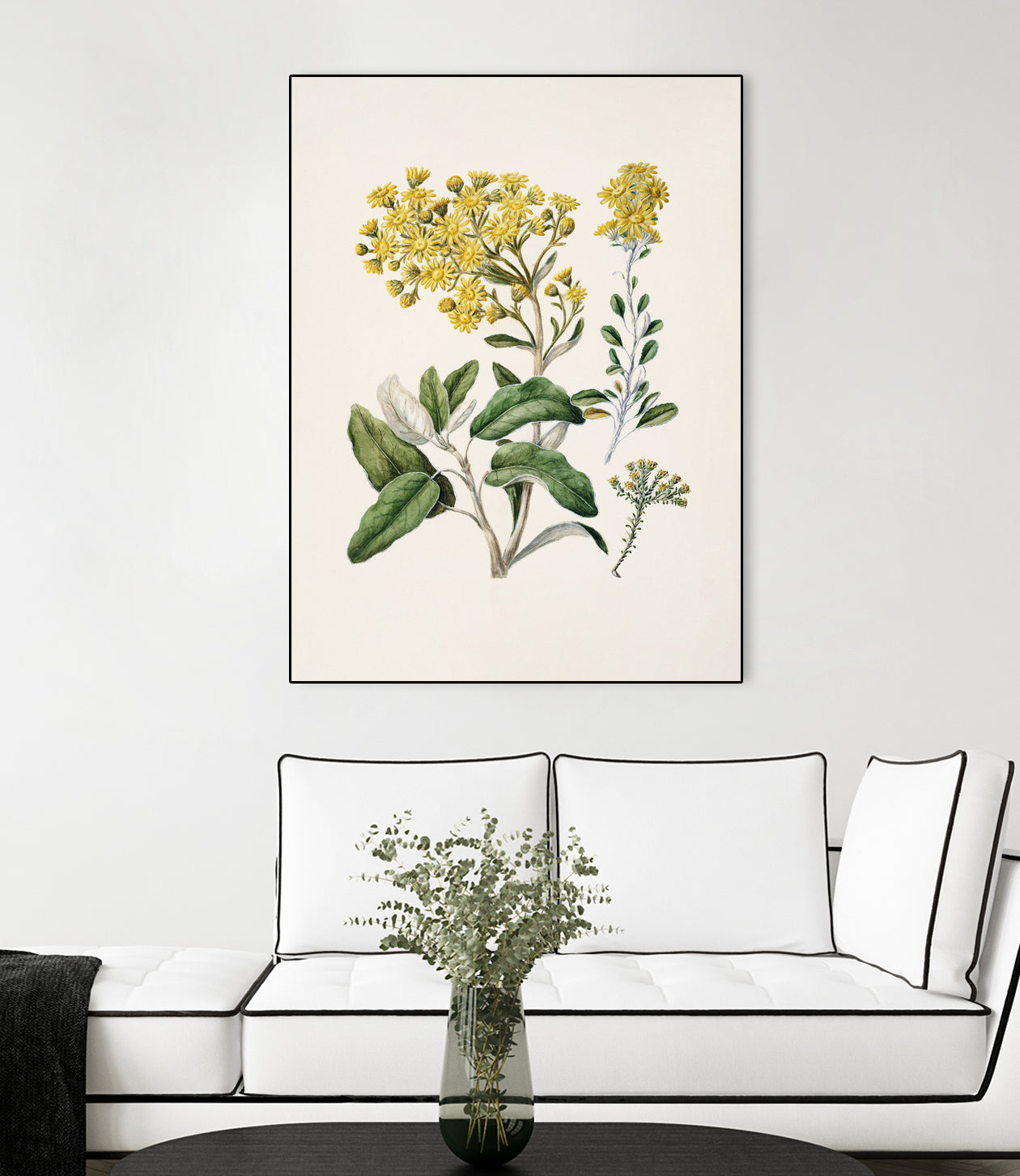 Daisy   Brachyglottis Drawn By Sarah Featon (1848a1927) by Sarah Featon on GIANT ART - vintage botanical flowers and plants vintage botanical