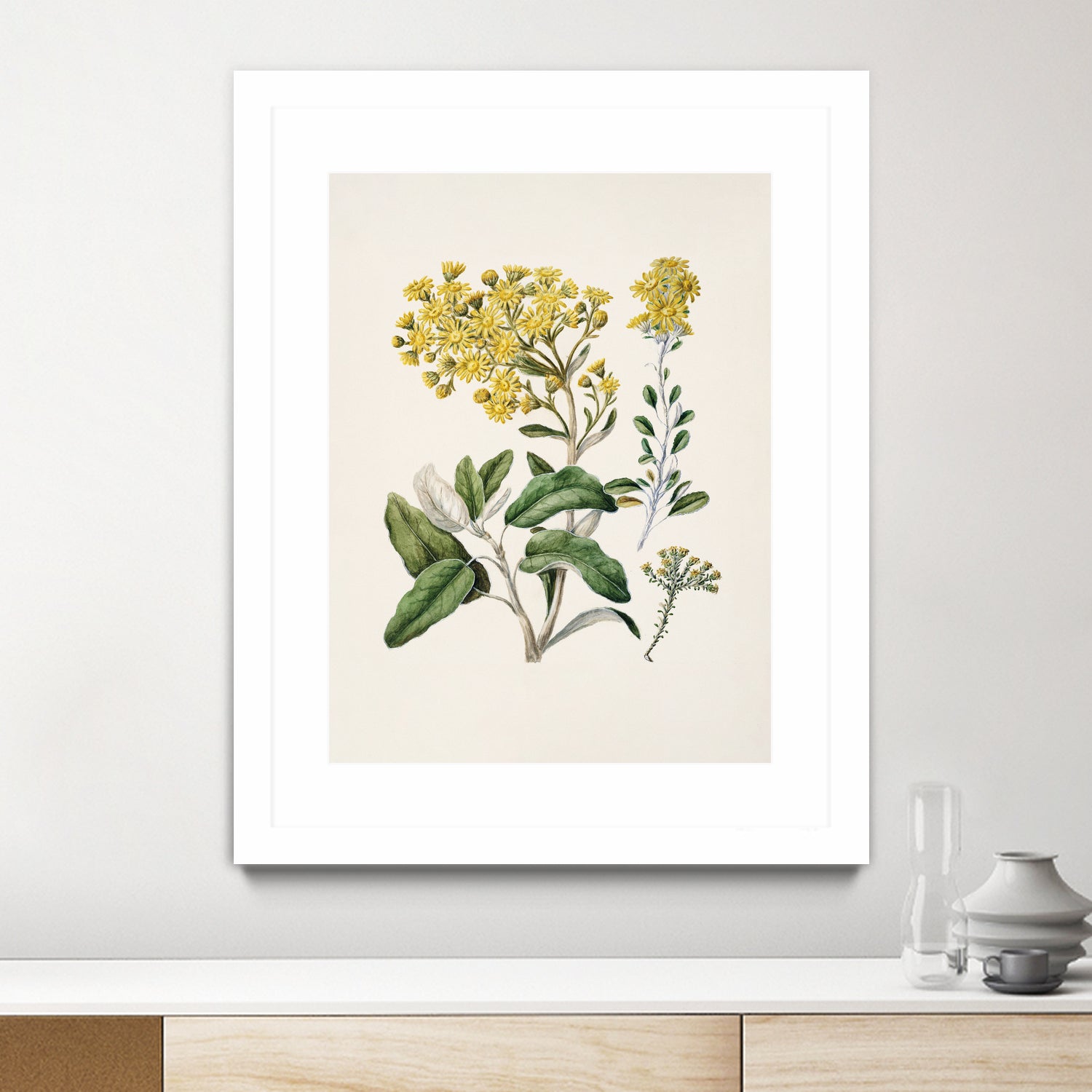 Daisy   Brachyglottis Drawn By Sarah Featon (1848a1927) by Sarah Featon on GIANT ART - vintage botanical flowers and plants vintage botanical