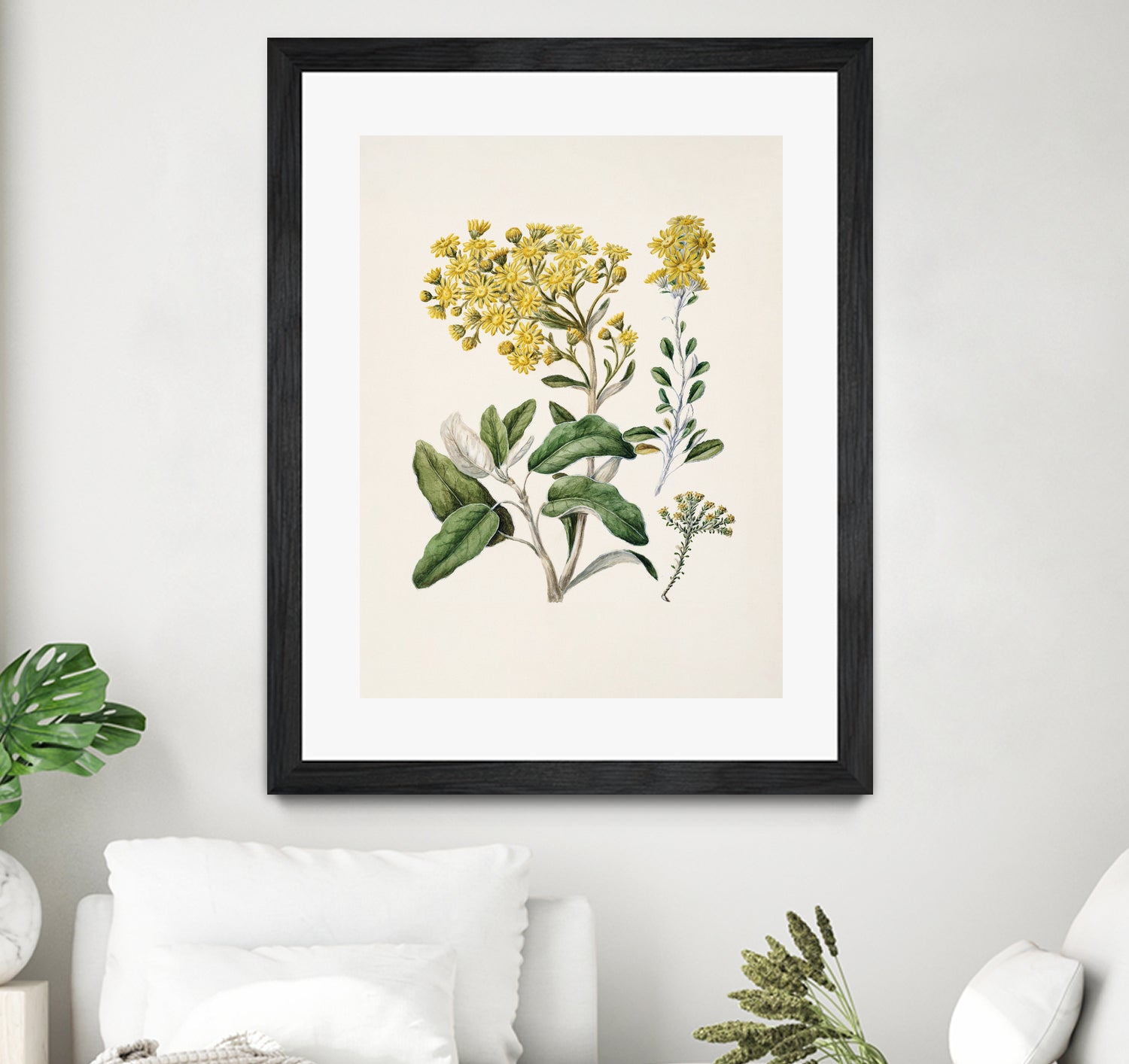 Daisy   Brachyglottis Drawn By Sarah Featon (1848a1927) by Sarah Featon on GIANT ART - vintage botanical flowers and plants vintage botanical