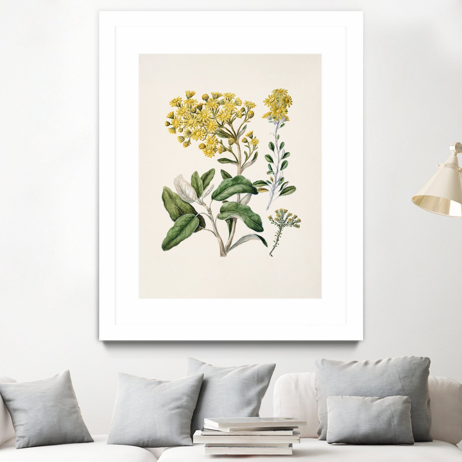 Daisy   Brachyglottis Drawn By Sarah Featon (1848a1927) by Sarah Featon on GIANT ART - vintage botanical flowers and plants vintage botanical