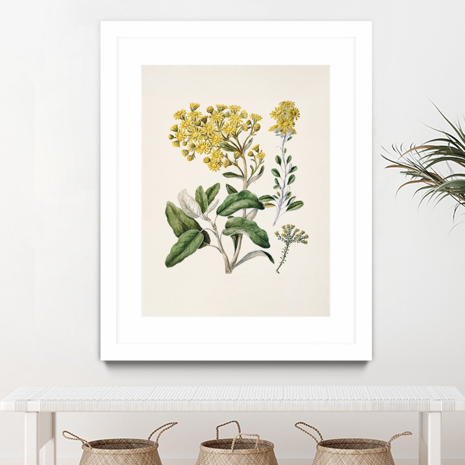 Daisy   Brachyglottis Drawn By Sarah Featon (1848a1927) by Sarah Featon on GIANT ART - vintage botanical flowers and plants vintage botanical