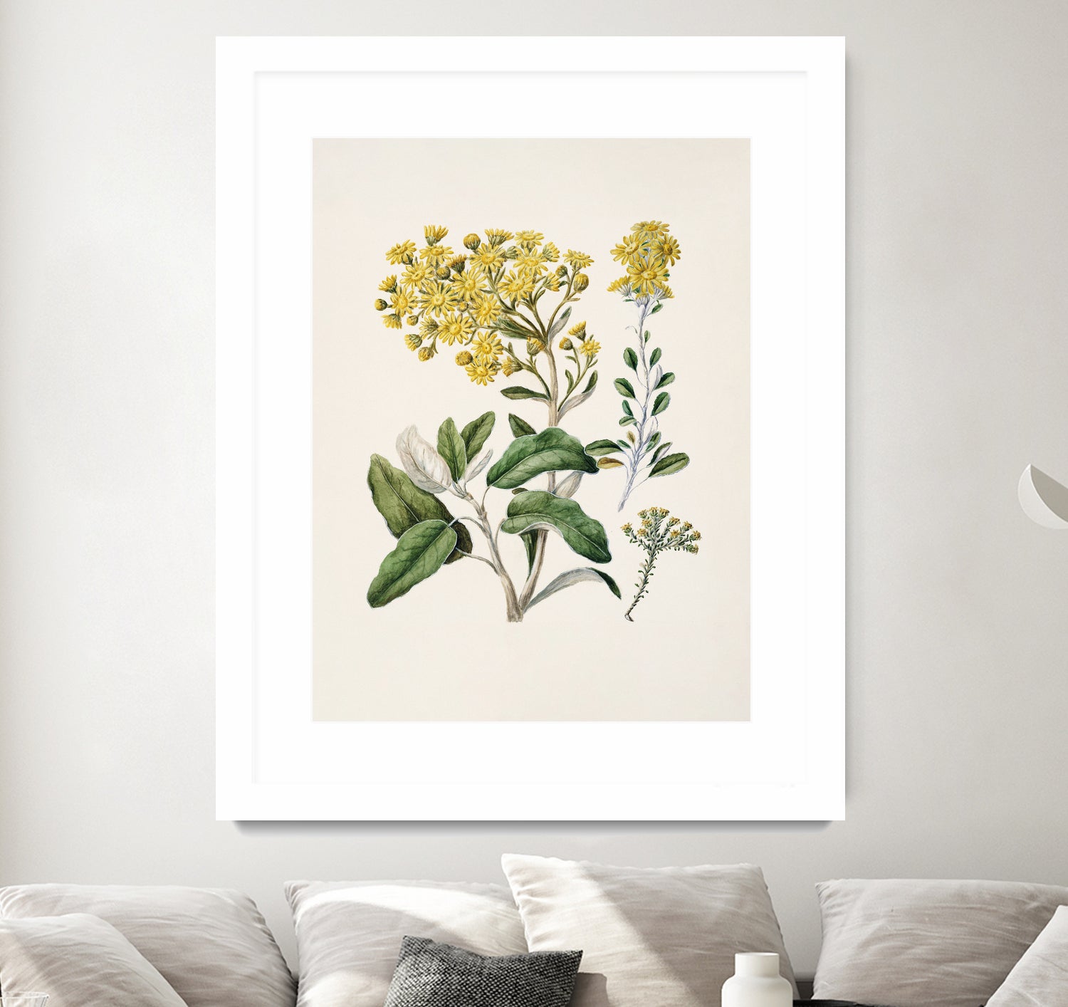 Daisy   Brachyglottis Drawn By Sarah Featon (1848a1927) by Sarah Featon on GIANT ART - vintage botanical flowers and plants vintage botanical