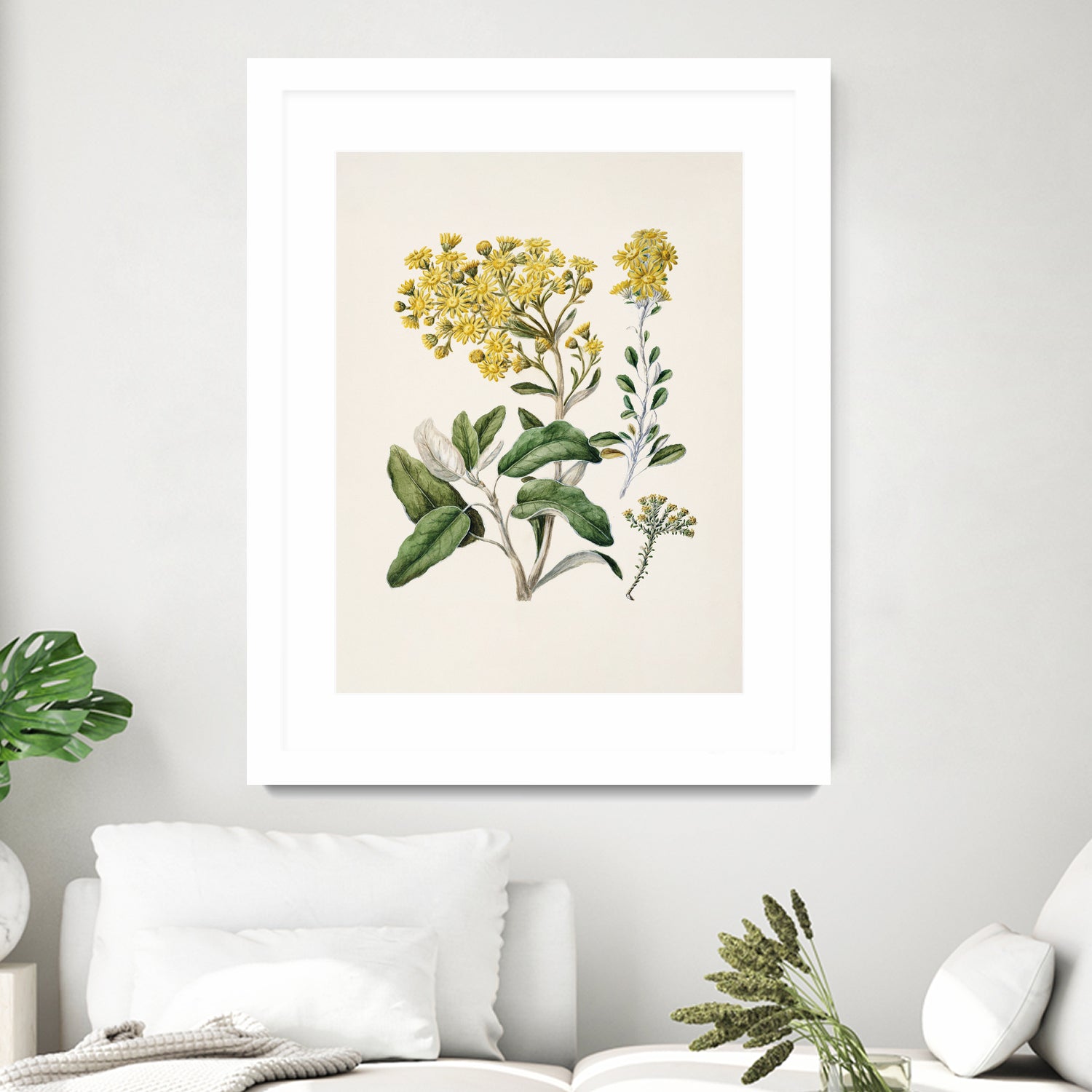 Daisy   Brachyglottis Drawn By Sarah Featon (1848a1927) by Sarah Featon on GIANT ART - vintage botanical flowers and plants vintage botanical