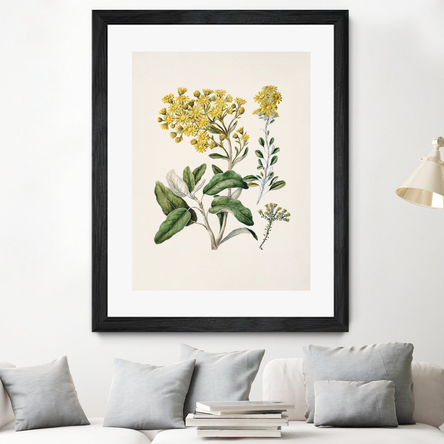 Daisy   Brachyglottis Drawn By Sarah Featon (1848a1927) by Sarah Featon on GIANT ART - vintage botanical flowers and plants vintage botanical