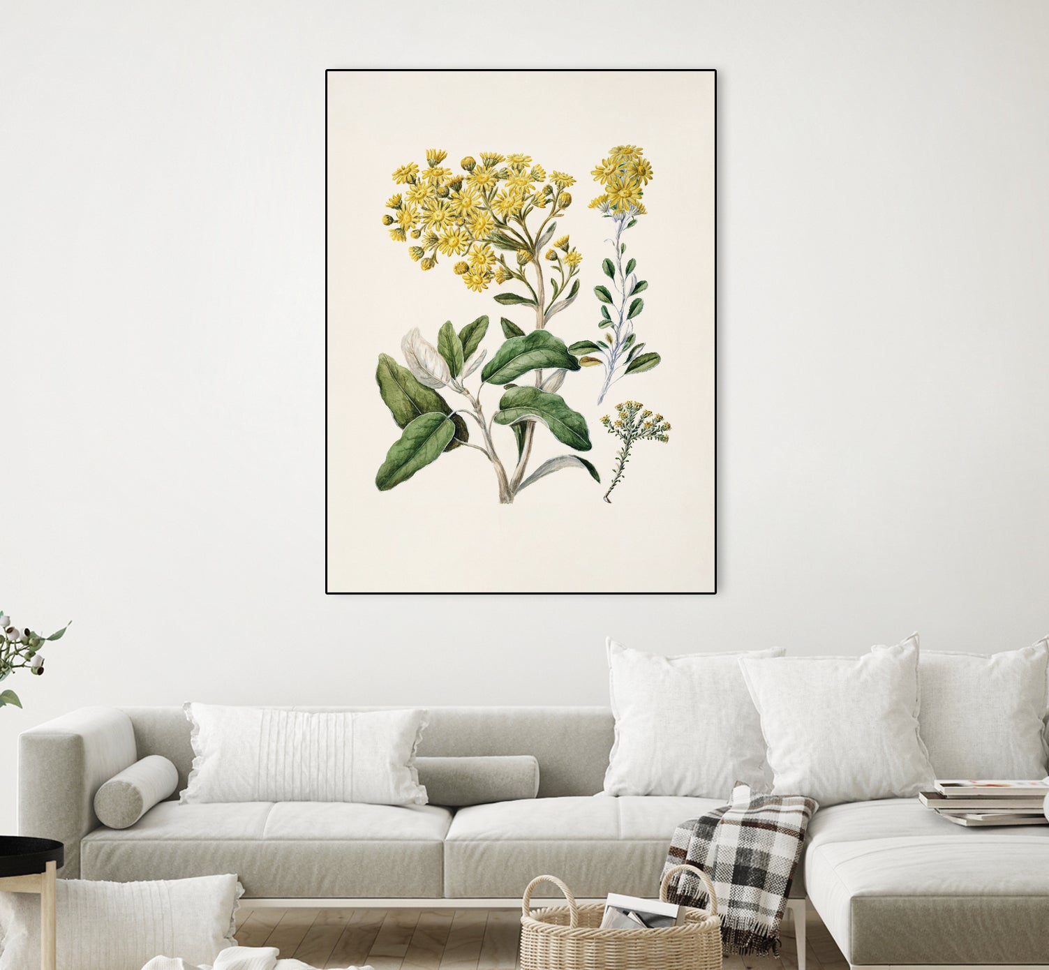 Daisy   Brachyglottis Drawn By Sarah Featon (1848a1927) by Sarah Featon on GIANT ART - vintage botanical flowers and plants vintage botanical