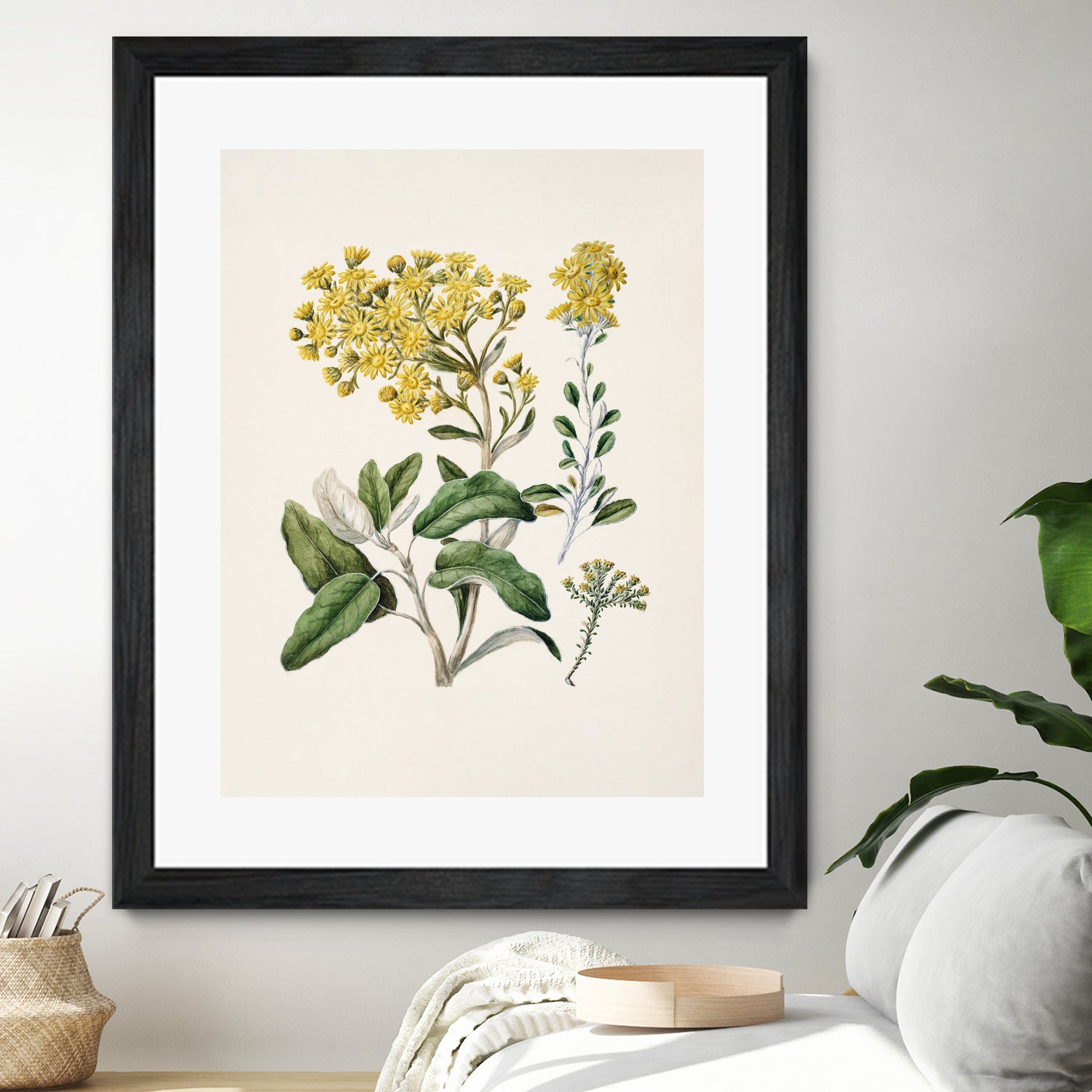 Daisy   Brachyglottis Drawn By Sarah Featon (1848a1927) by Sarah Featon on GIANT ART - vintage botanical flowers and plants vintage botanical