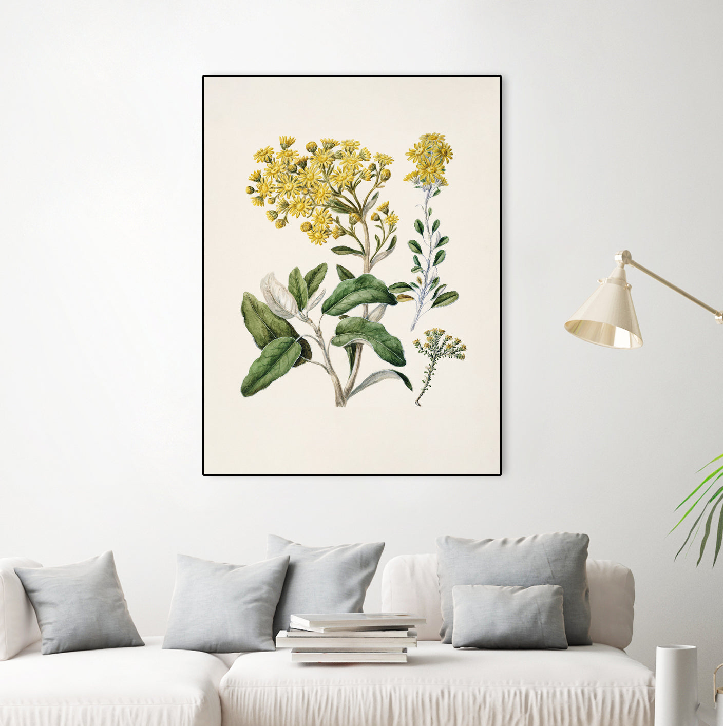 Daisy   Brachyglottis Drawn By Sarah Featon (1848a1927) by Sarah Featon on GIANT ART - vintage botanical flowers and plants vintage botanical