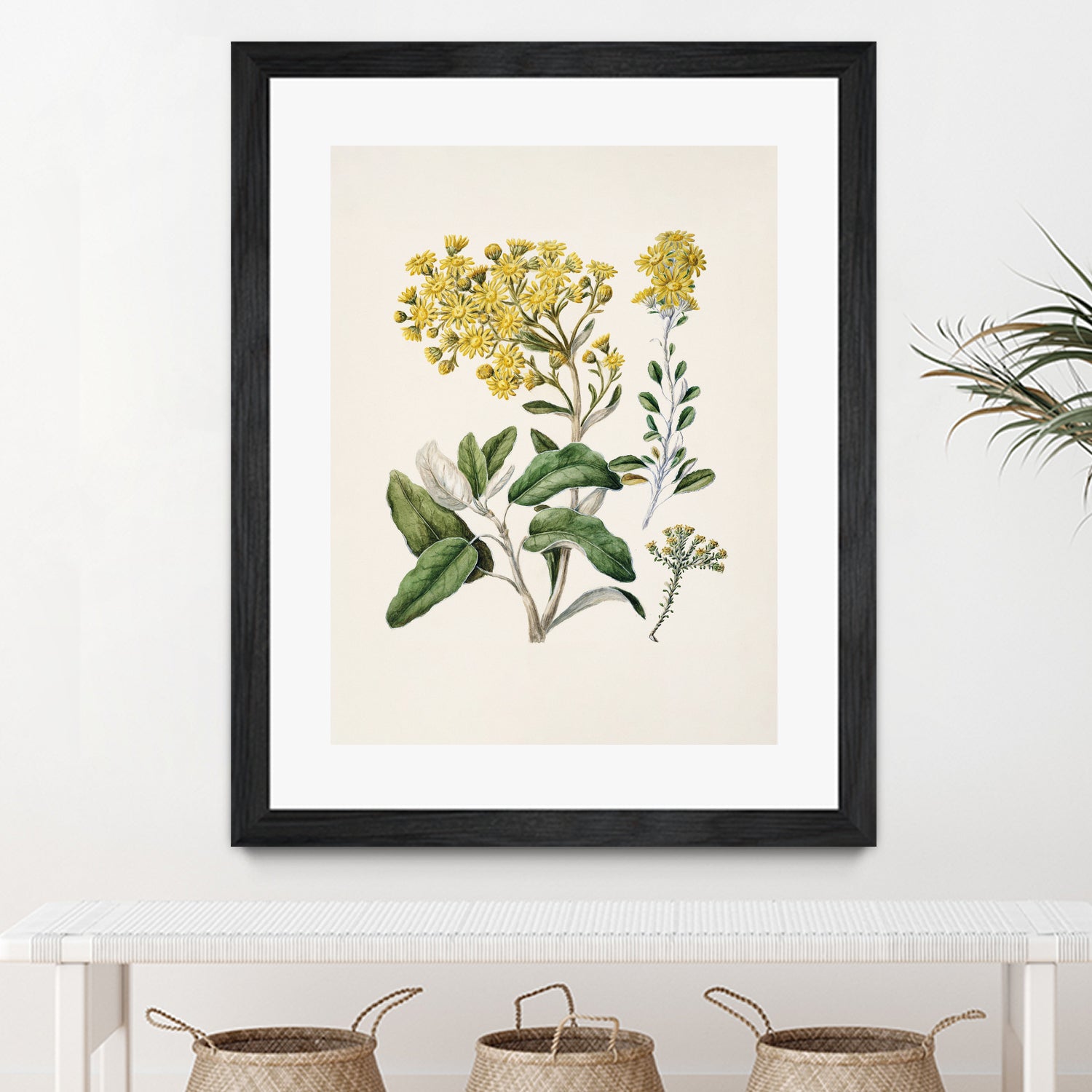 Daisy   Brachyglottis Drawn By Sarah Featon (1848a1927) by Sarah Featon on GIANT ART - vintage botanical flowers and plants vintage botanical