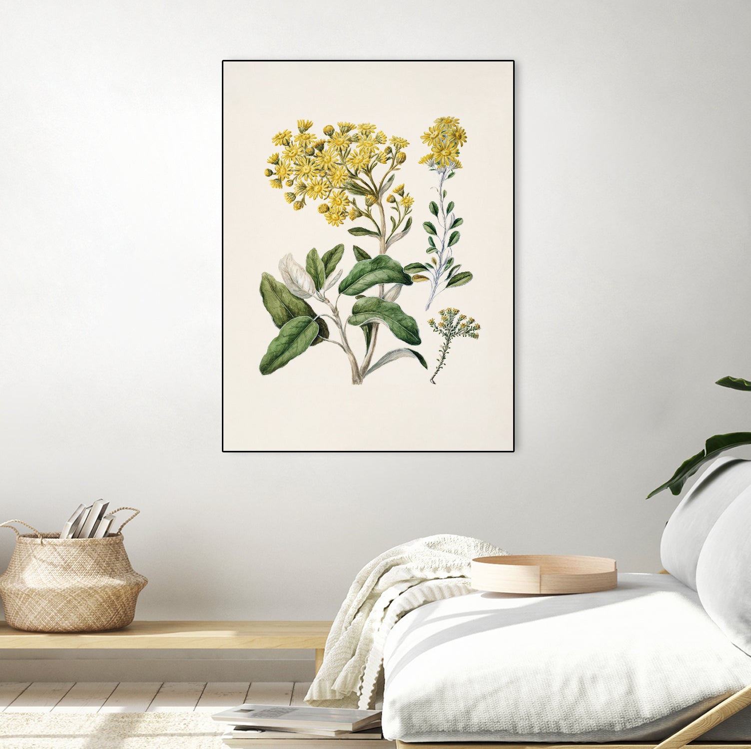 Daisy   Brachyglottis Drawn By Sarah Featon (1848a1927) by Sarah Featon on GIANT ART - vintage botanical flowers and plants vintage botanical