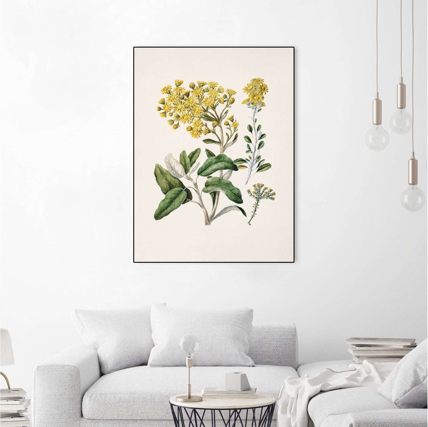 Daisy   Brachyglottis Drawn By Sarah Featon (1848a1927) by Sarah Featon on GIANT ART - vintage botanical flowers and plants vintage botanical