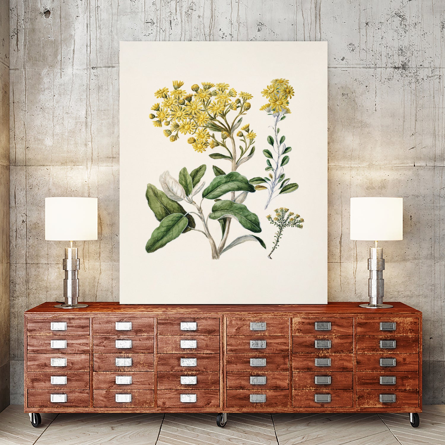 Daisy   Brachyglottis Drawn By Sarah Featon (1848a1927) by Sarah Featon on GIANT ART - vintage botanical flowers and plants vintage botanical