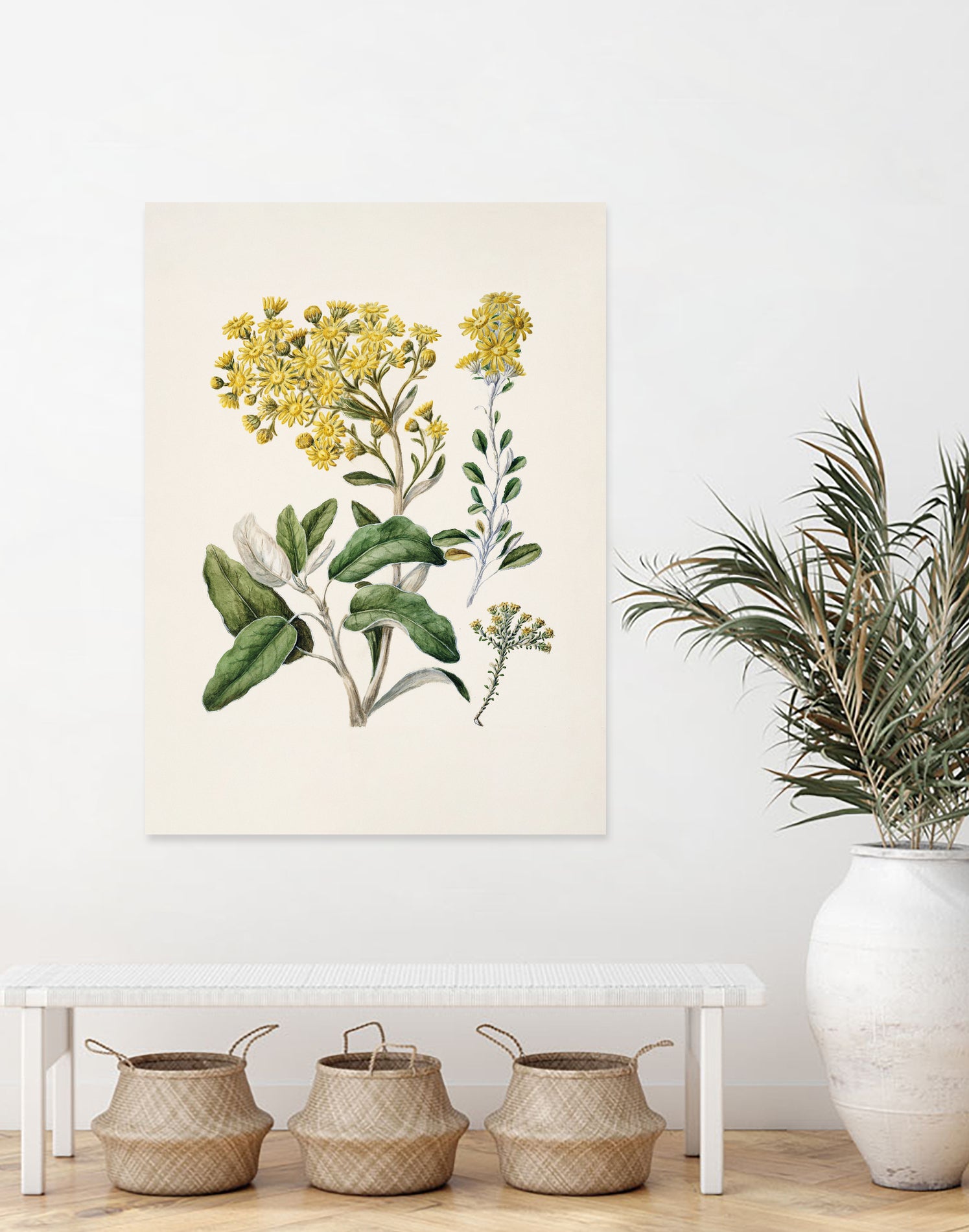 Daisy   Brachyglottis Drawn By Sarah Featon (1848a1927) by Sarah Featon on GIANT ART - vintage botanical flowers and plants vintage botanical