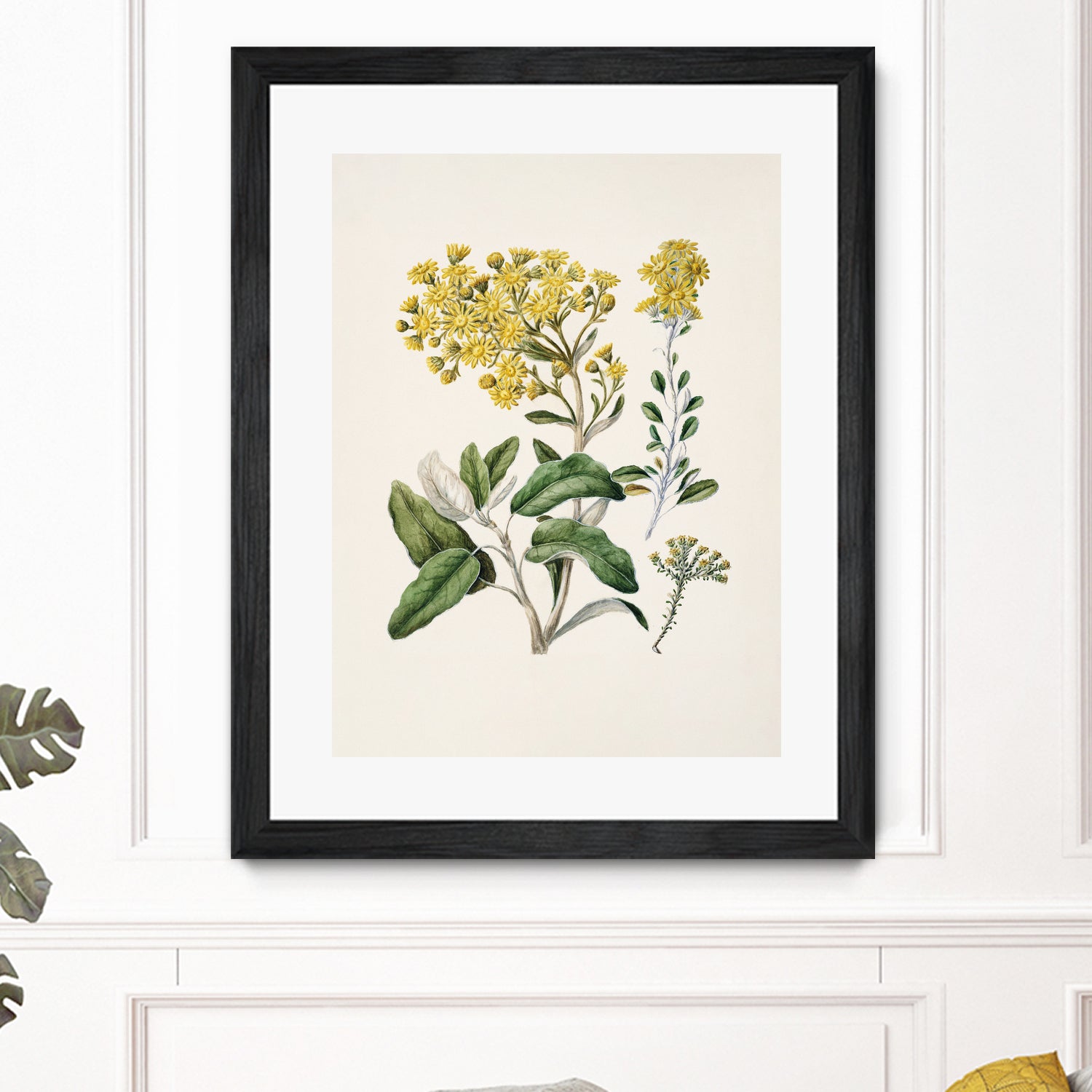 Daisy   Brachyglottis Drawn By Sarah Featon (1848a1927) by Sarah Featon on GIANT ART - vintage botanical flowers and plants vintage botanical