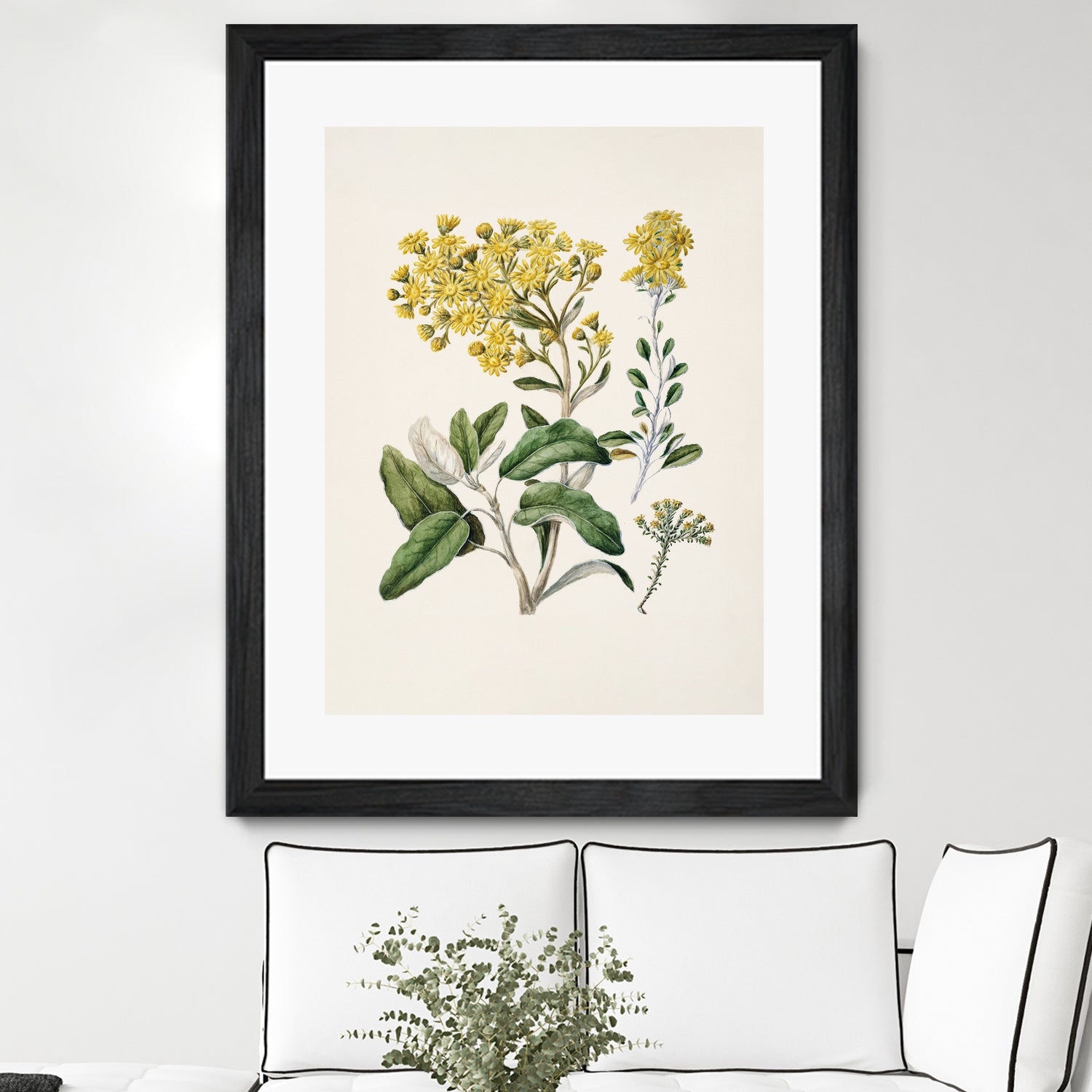 Daisy   Brachyglottis Drawn By Sarah Featon (1848a1927) by Sarah Featon on GIANT ART - vintage botanical flowers and plants vintage botanical