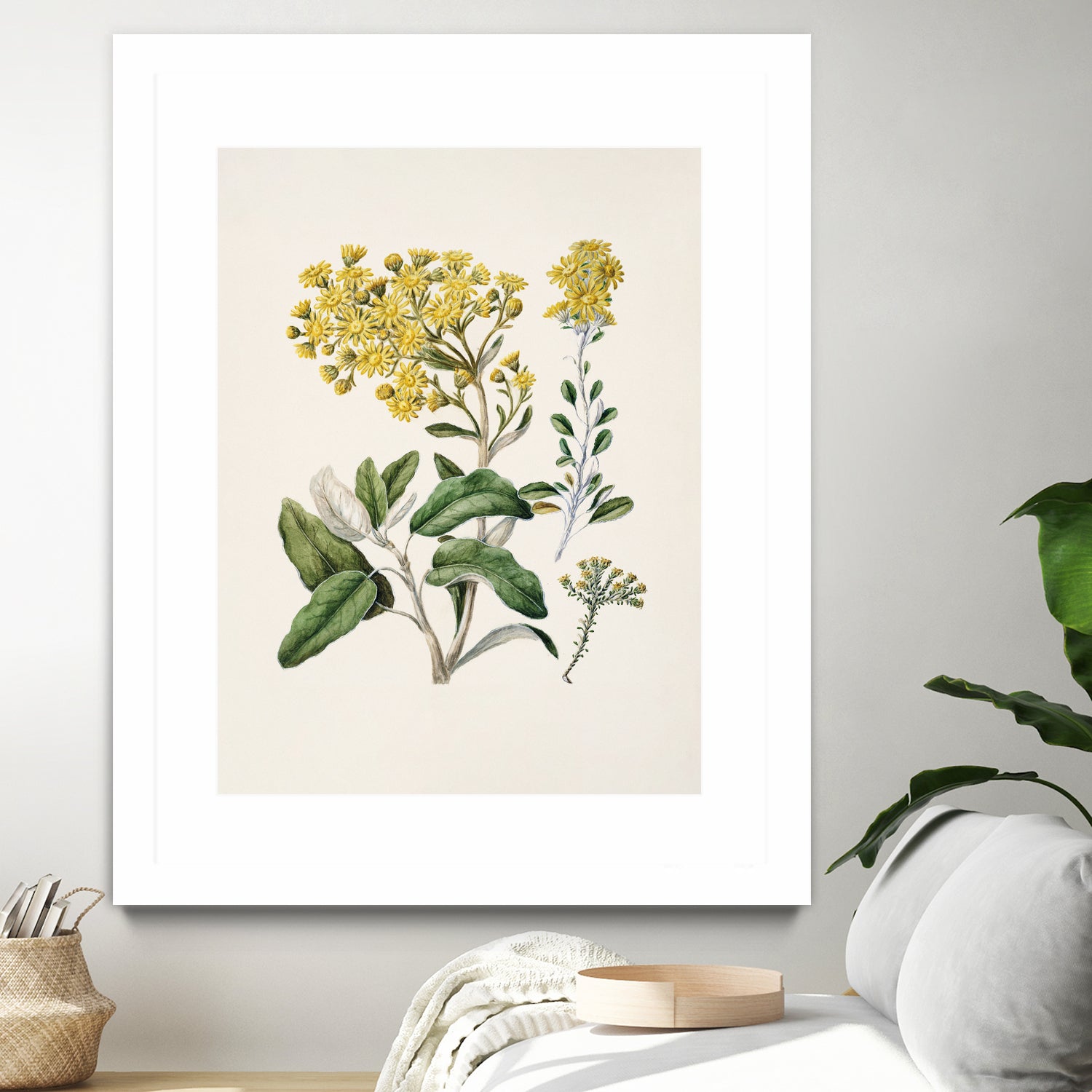 Daisy   Brachyglottis Drawn By Sarah Featon (1848a1927) by Sarah Featon on GIANT ART - vintage botanical flowers and plants vintage botanical