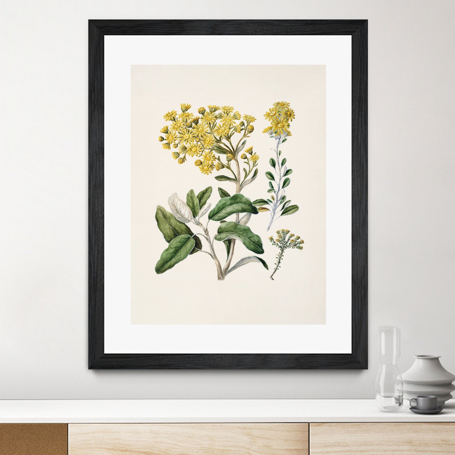 Daisy   Brachyglottis Drawn By Sarah Featon (1848a1927) by Sarah Featon on GIANT ART - vintage botanical flowers and plants vintage botanical