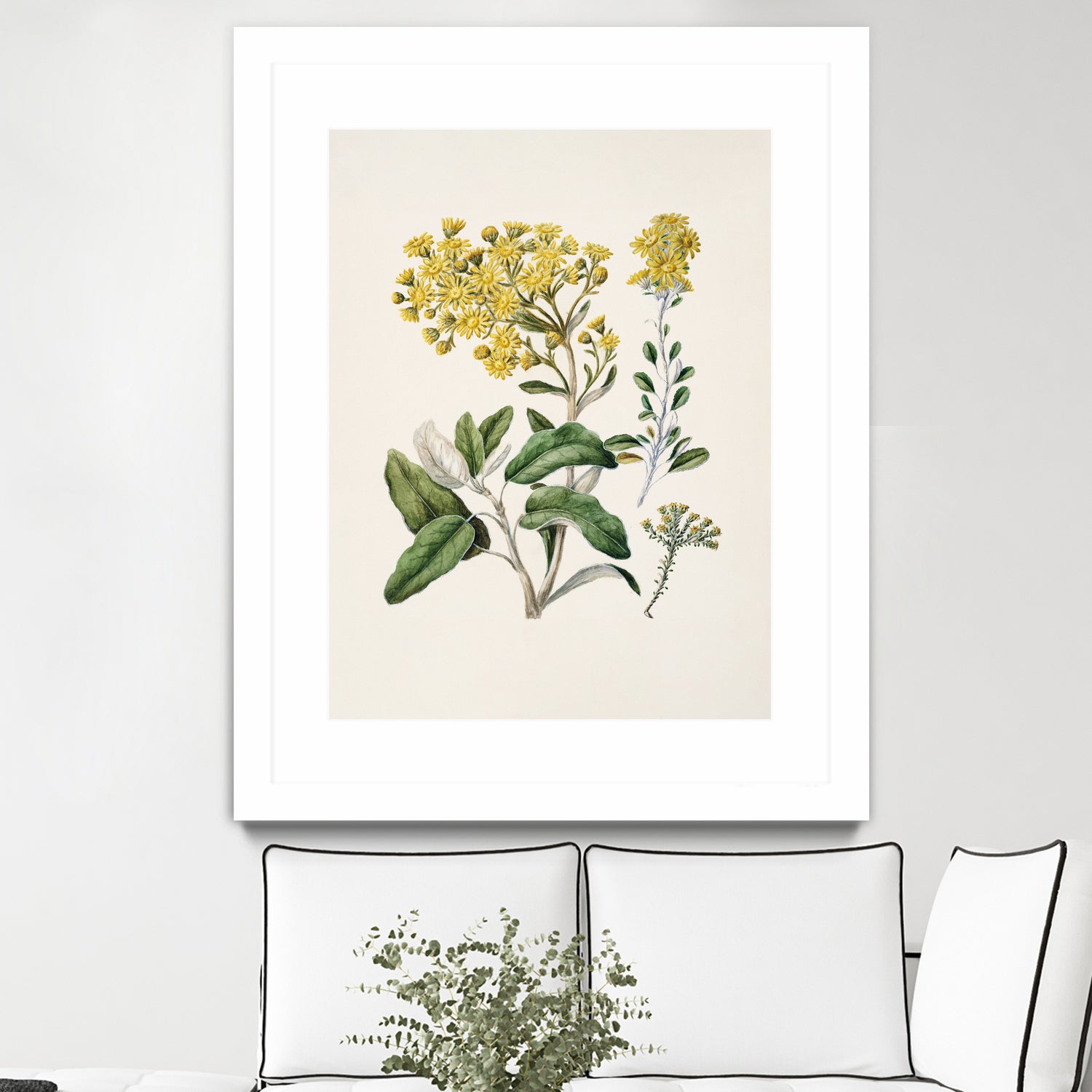 Daisy   Brachyglottis Drawn By Sarah Featon (1848a1927) by Sarah Featon on GIANT ART - vintage botanical flowers and plants vintage botanical