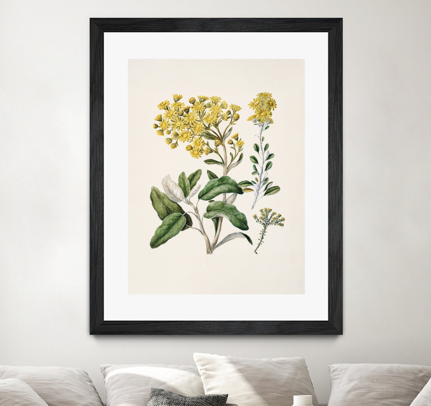 Daisy   Brachyglottis Drawn By Sarah Featon (1848a1927) by Sarah Featon on GIANT ART - vintage botanical flowers and plants vintage botanical