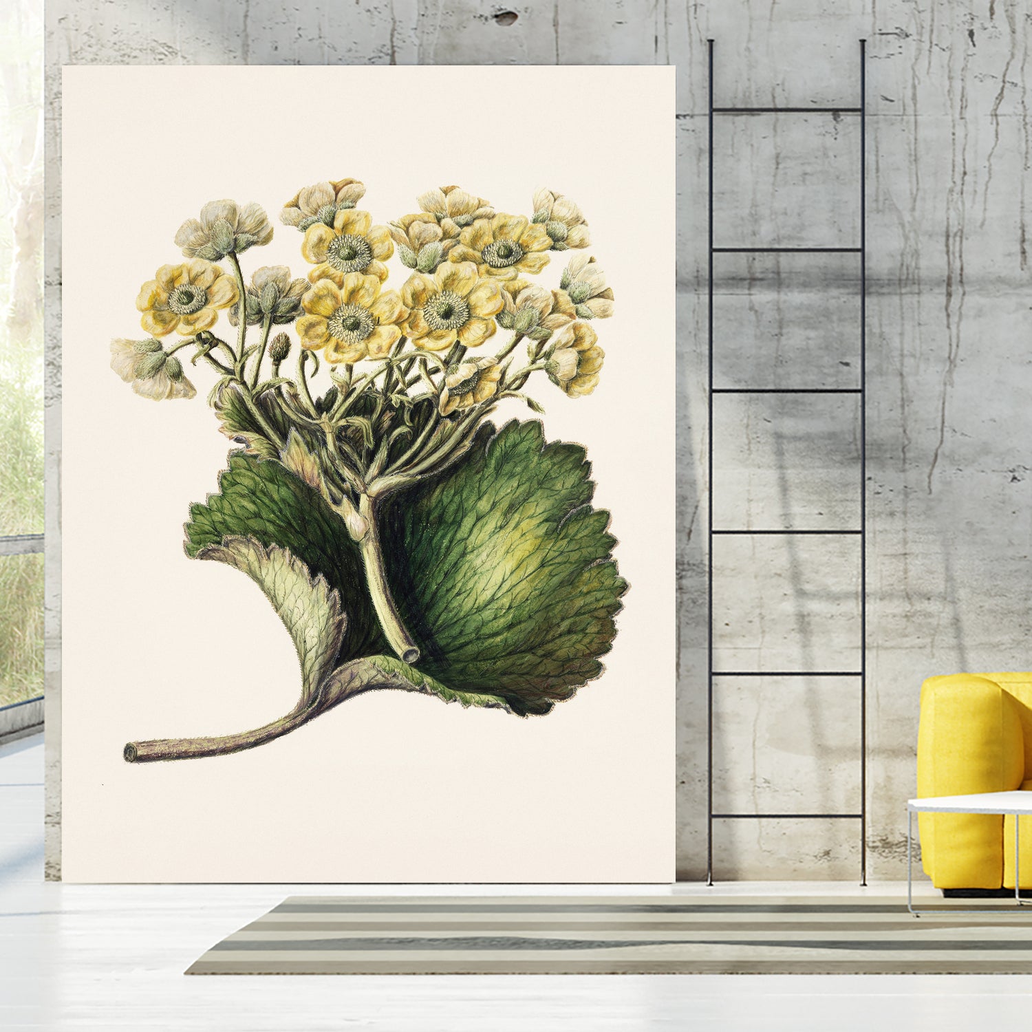 Korikor Drawn By Sarah Featon (1848a€“1927 by Sarah Featon on GIANT ART - flowers and plants vintage botanical