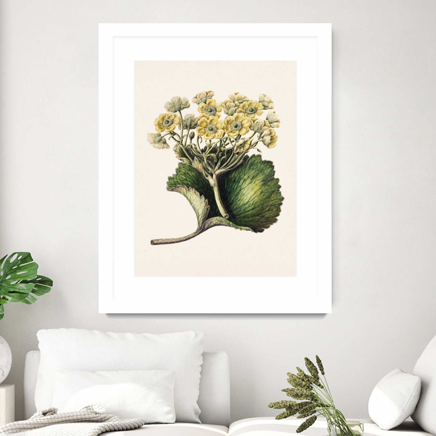 Korikor Drawn By Sarah Featon (1848a€“1927 by Sarah Featon on GIANT ART - flowers and plants vintage botanical