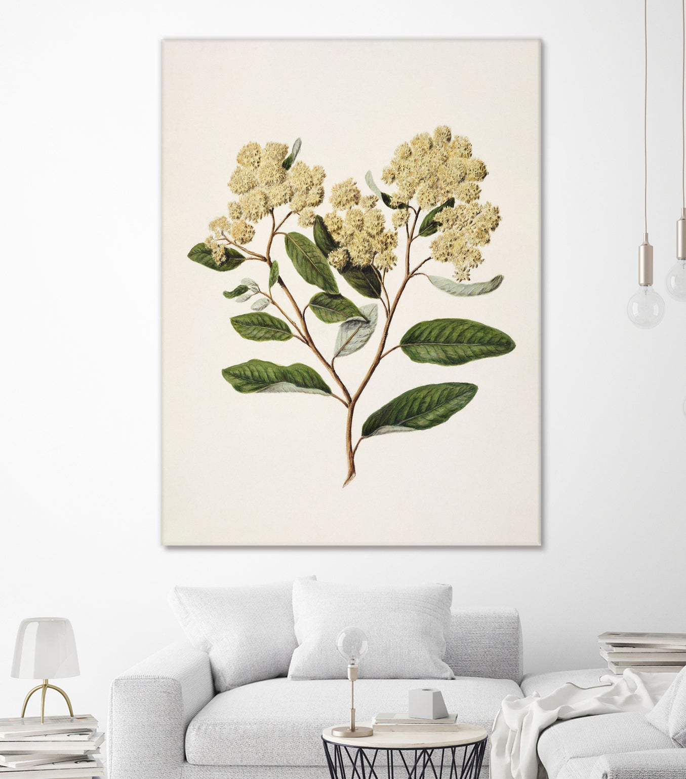 Kumarahou Drawn By Sarah Featon (1848a€“1927 by Sarah Featon on GIANT ART - flowers and plants vintage botanical